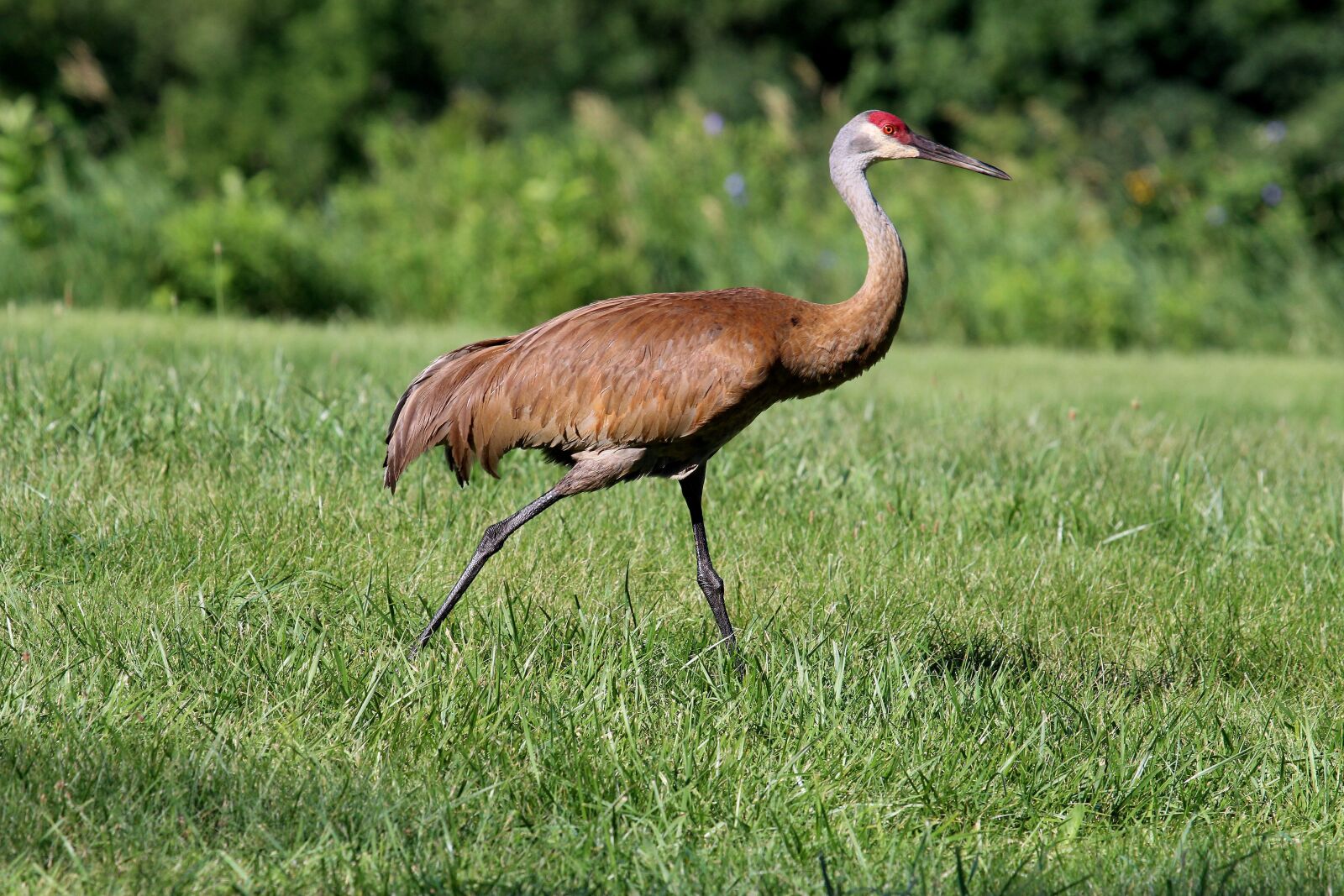 Canon EF 100-400mm F4.5-5.6L IS USM sample photo. Crane, field, nature photography