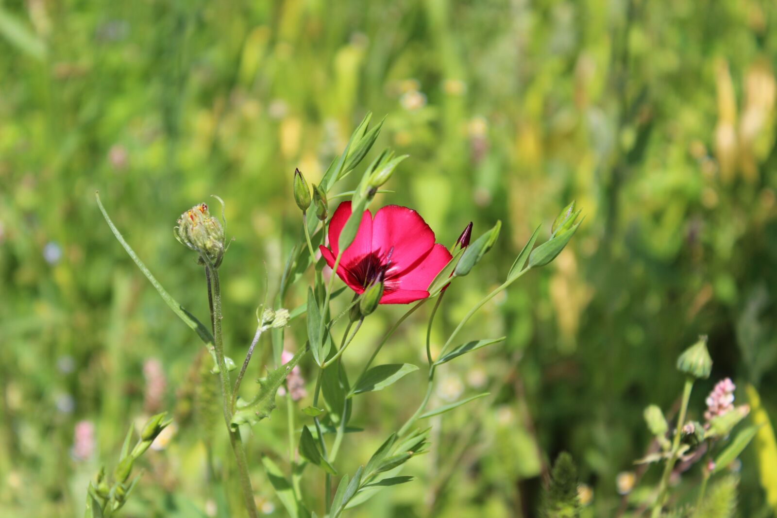 Canon EOS 600D (Rebel EOS T3i / EOS Kiss X5) sample photo. Flower, plant, garden photography