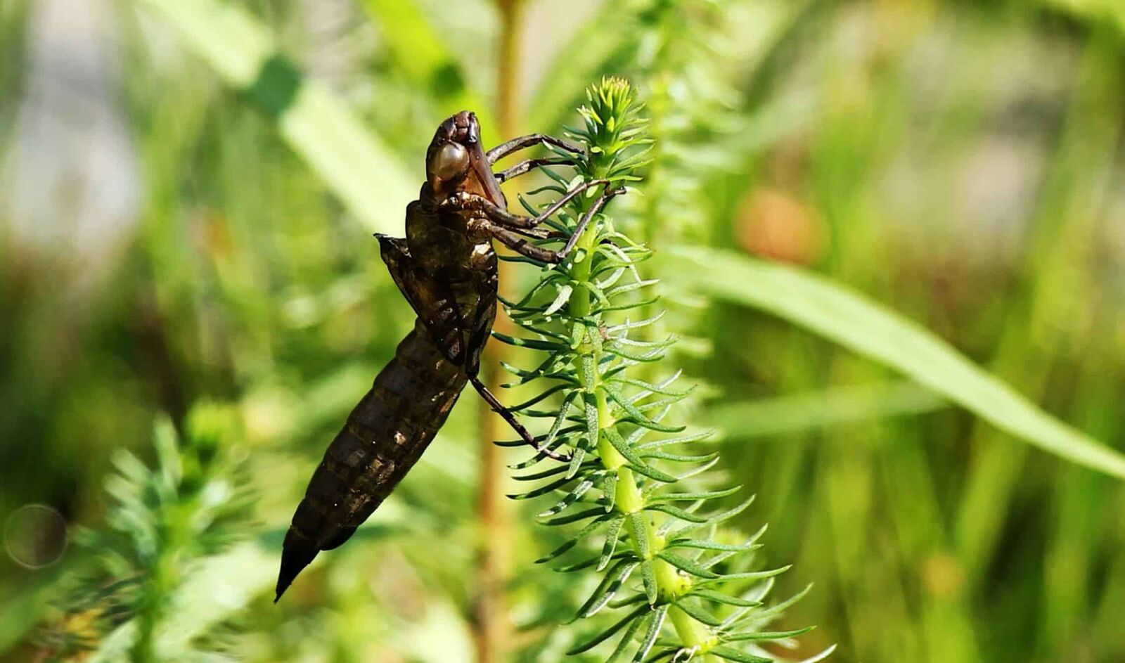 Canon EOS 550D (EOS Rebel T2i / EOS Kiss X4) sample photo. Insect, leaf, dragonfly, arthropod photography