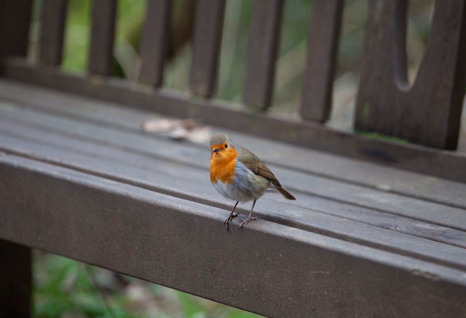 Canon EOS 5D Mark II + Canon EF 70-200mm F4L USM sample photo. Robin redbreast perched on photography