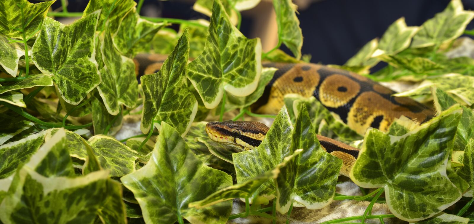 Nikon D750 sample photo. Snake, constrictor, reptile photography