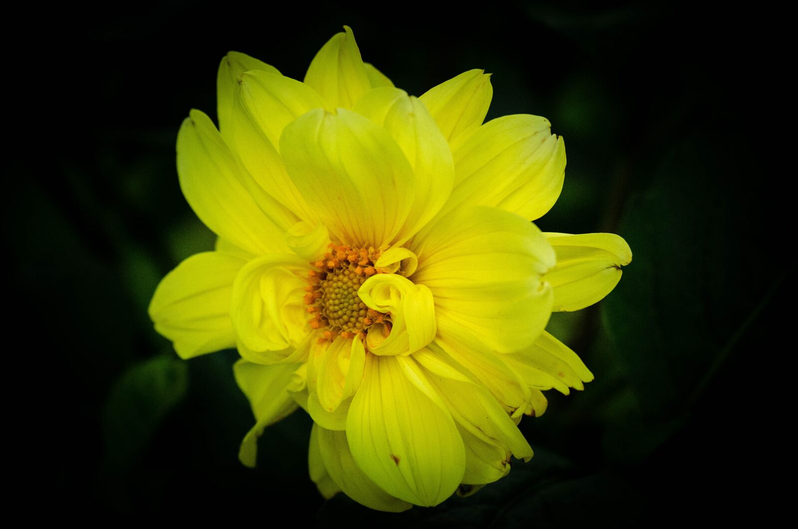 Nikon D5100 sample photo. Flowers, garden, nature photography
