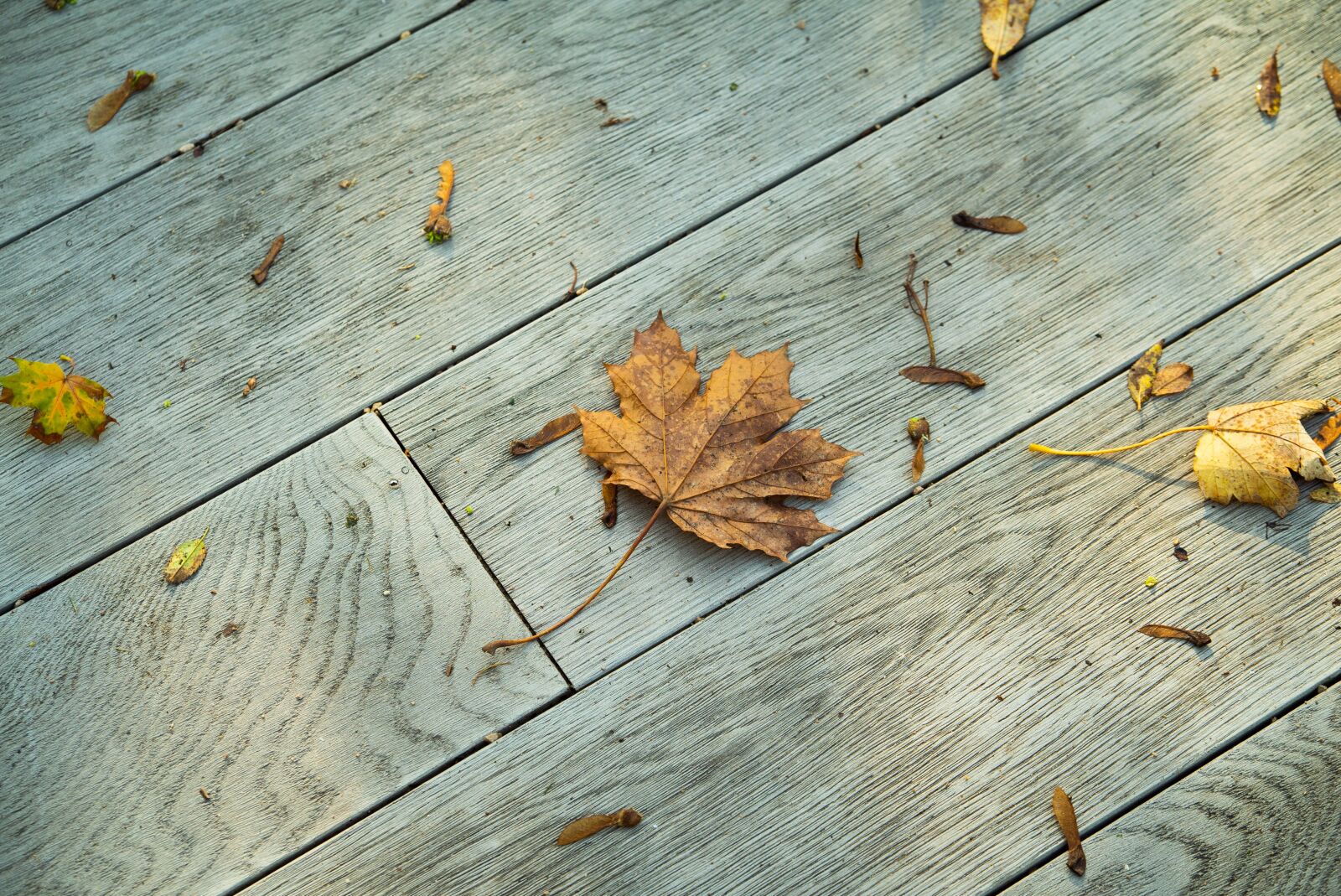 Sony a7S sample photo. Autumn, leaves, leaf photography