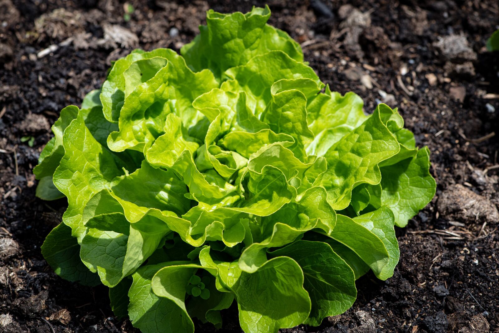 Nikon D750 sample photo. Lettuce, plant, vegetable photography