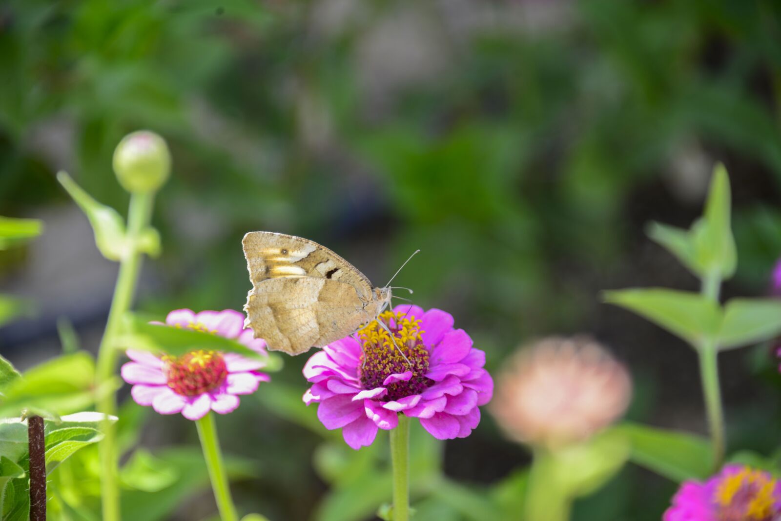 Nikon D800 sample photo. Butterfly, nature, flower photography