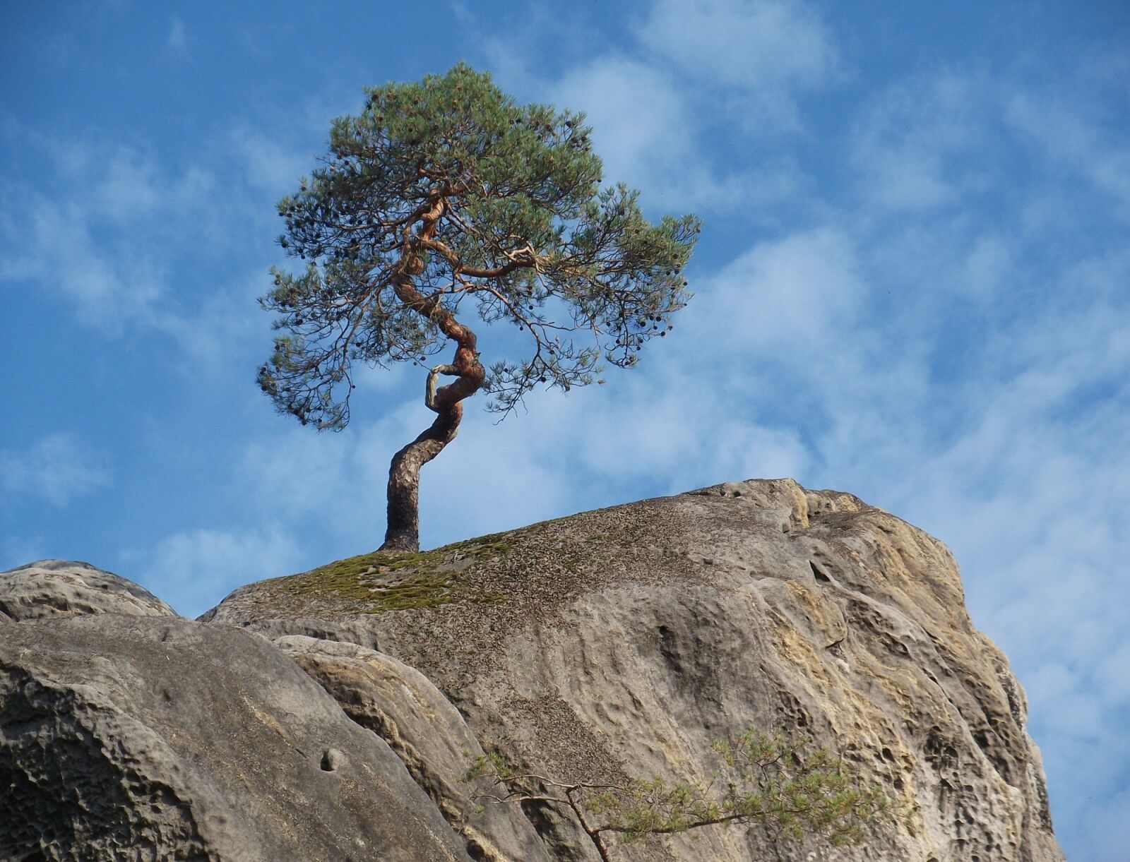 Fujifilm FinePix JX220 sample photo. Rock, tree, stone photography