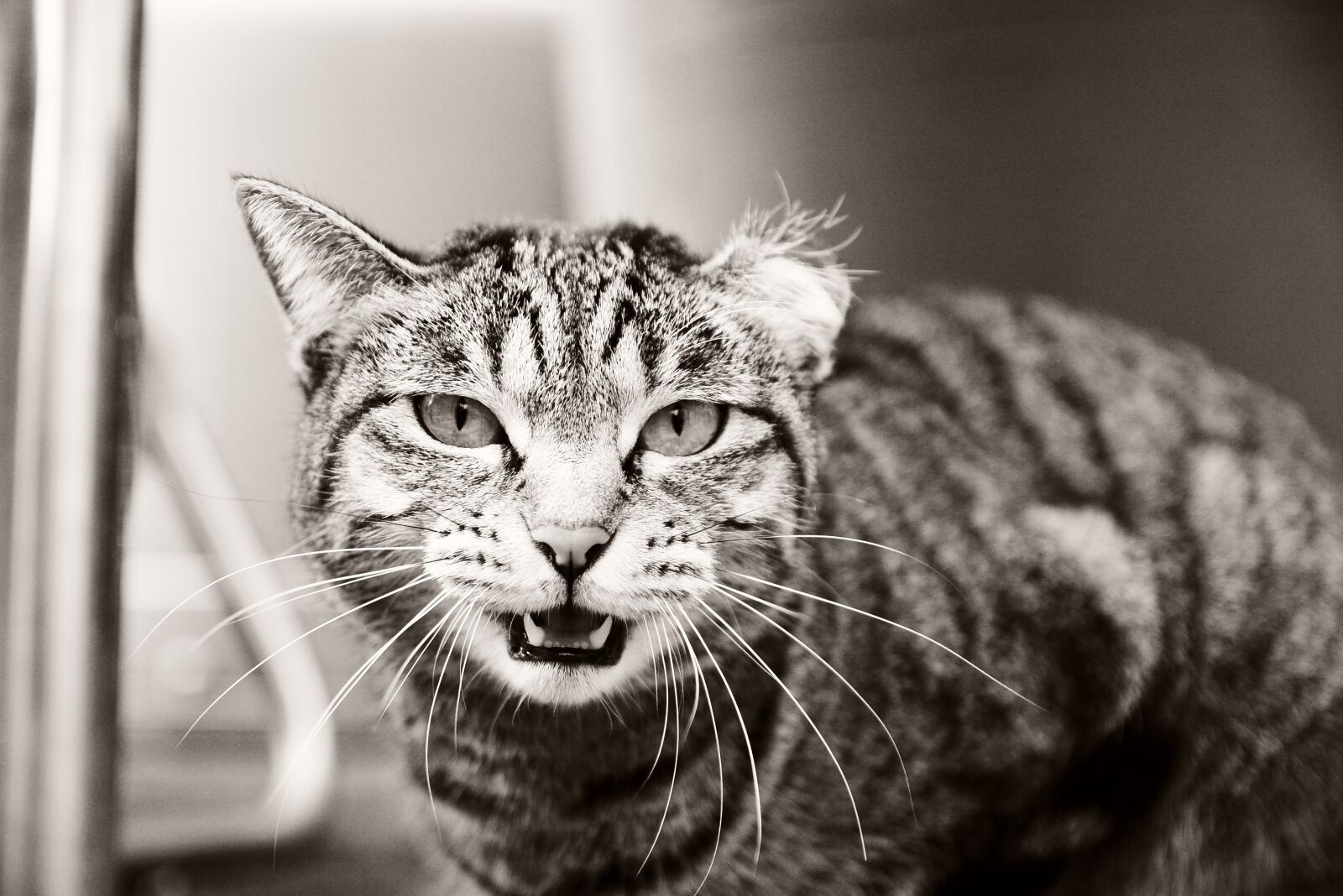 Nikon D7100 sample photo. Street, expression, mammals photography