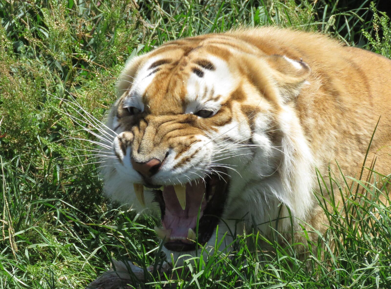 Canon PowerShot SX60 HS sample photo. Tiger, animal, wildlife photography