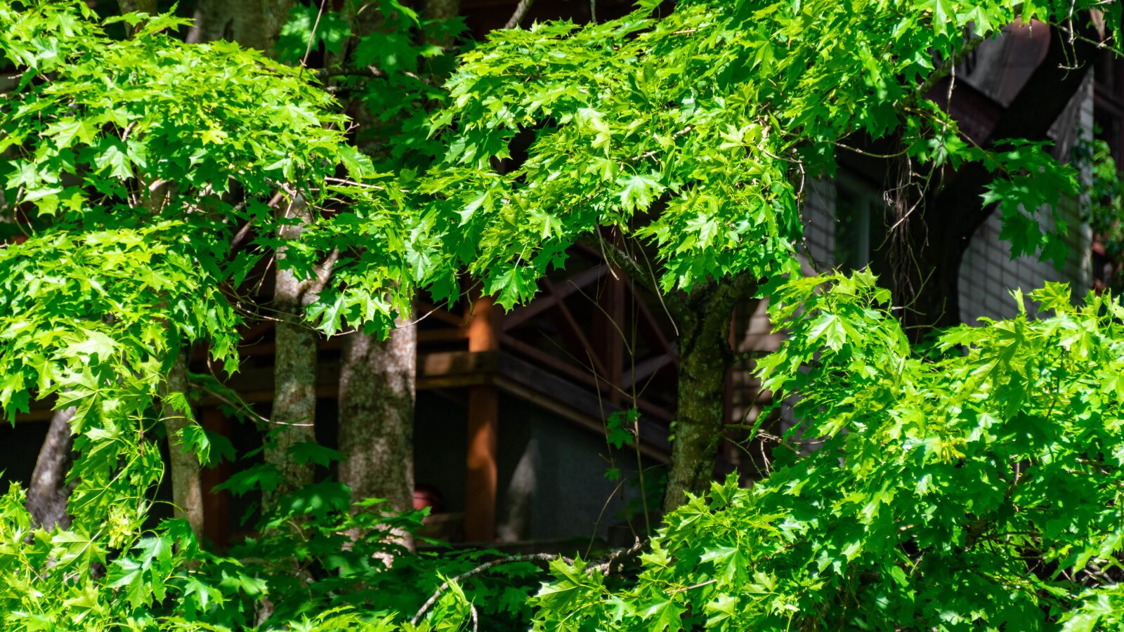 Nikon D5600 sample photo. Trees, plants, green photography
