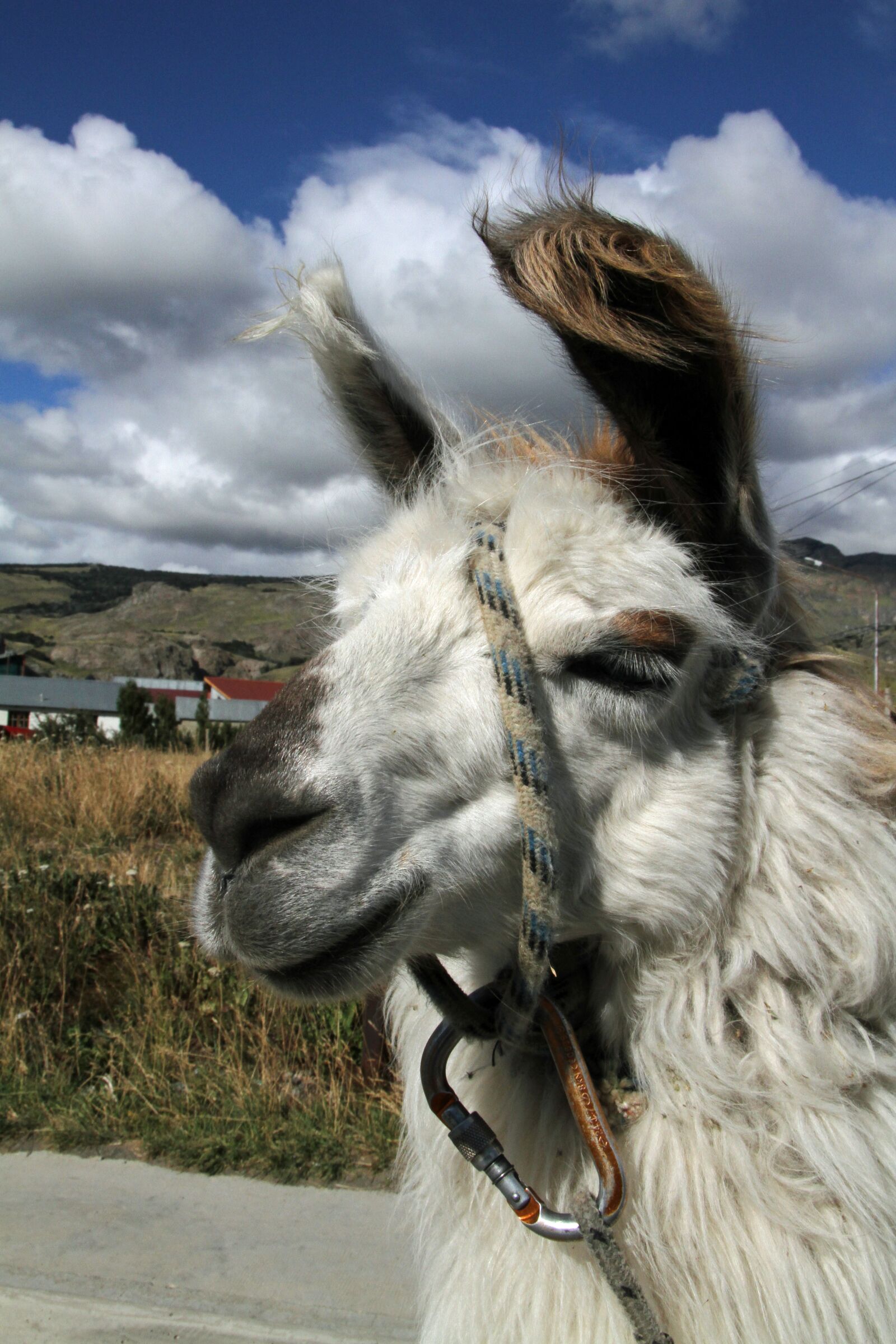 Canon EOS 7D sample photo. Chile, chilean, llama photography