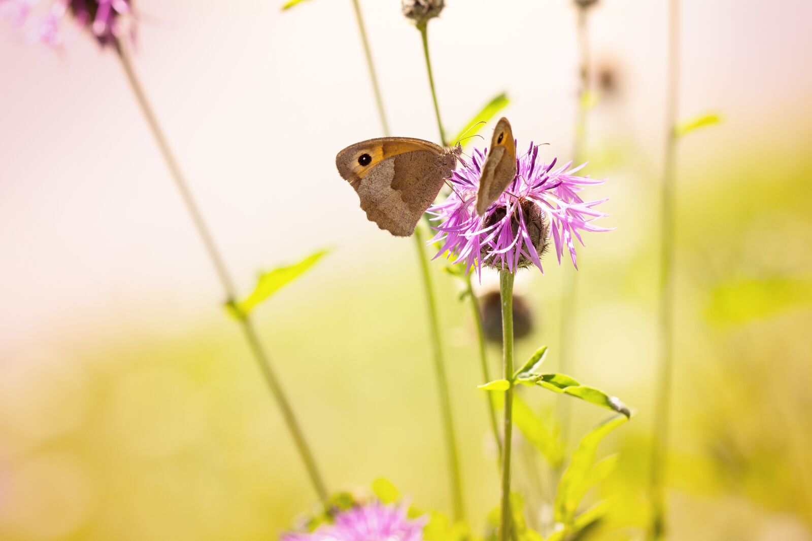 Nikon D7100 sample photo. Reported, natural lawn, summer photography