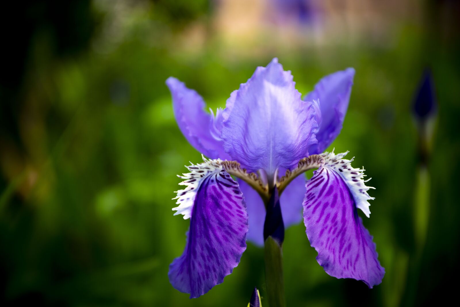 Canon EF 24-70mm F4L IS USM sample photo. Flower, flora, sunlight photography