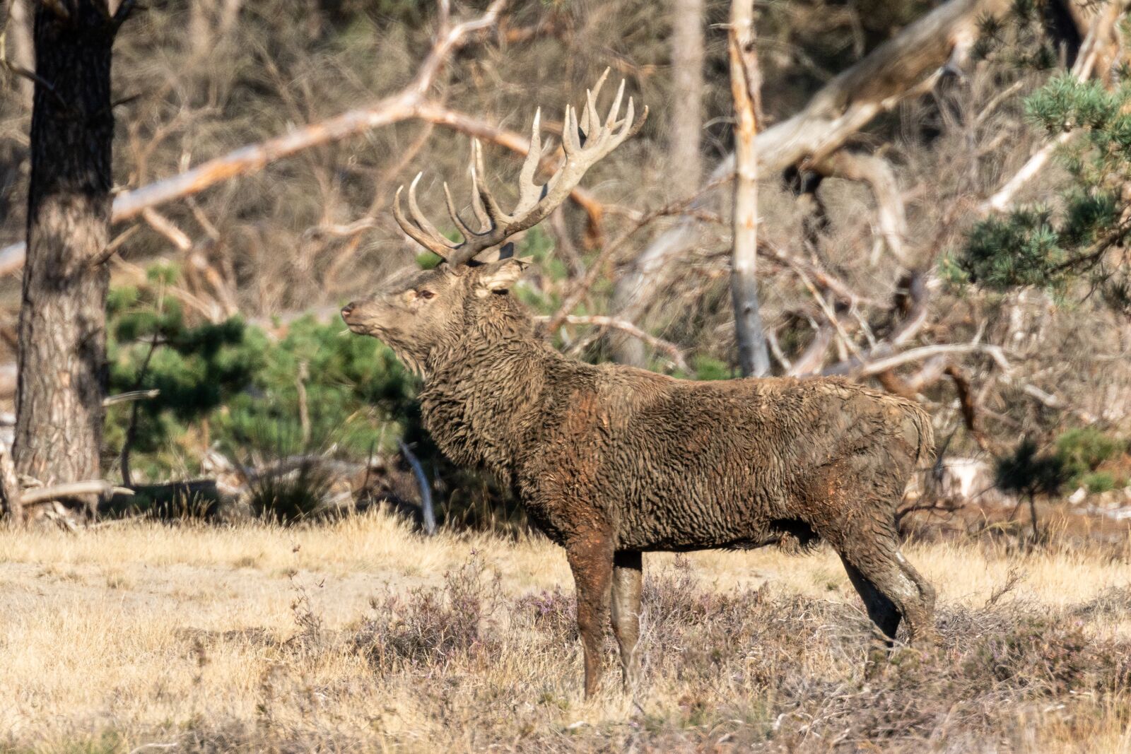 Canon EF 100-400mm F4.5-5.6L IS II USM sample photo. Red deer, wild, nature photography