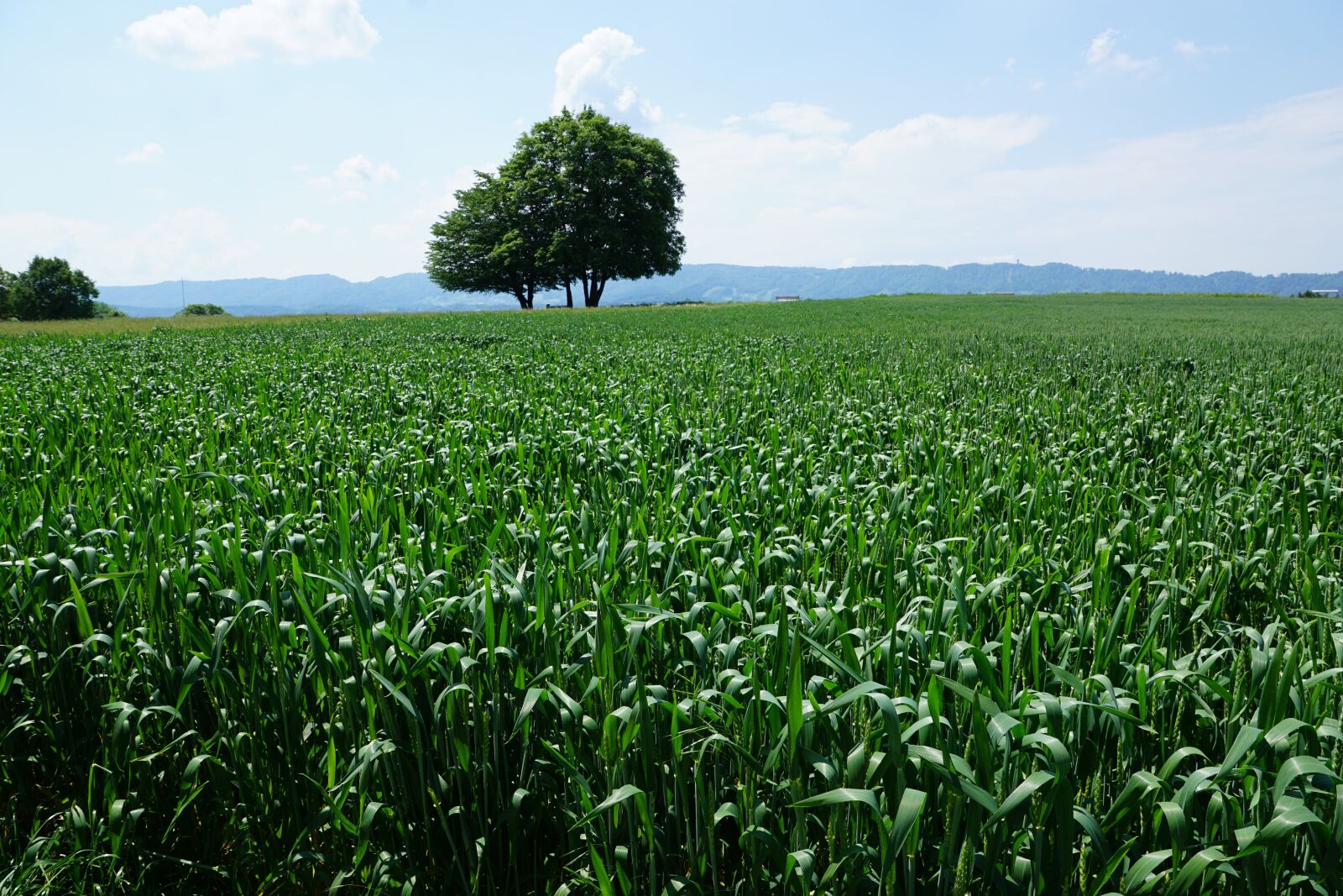 Sony ILCA-77M2 + Sony DT 16-50mm F2.8 SSM sample photo. Zollikon, landscape, nature photography
