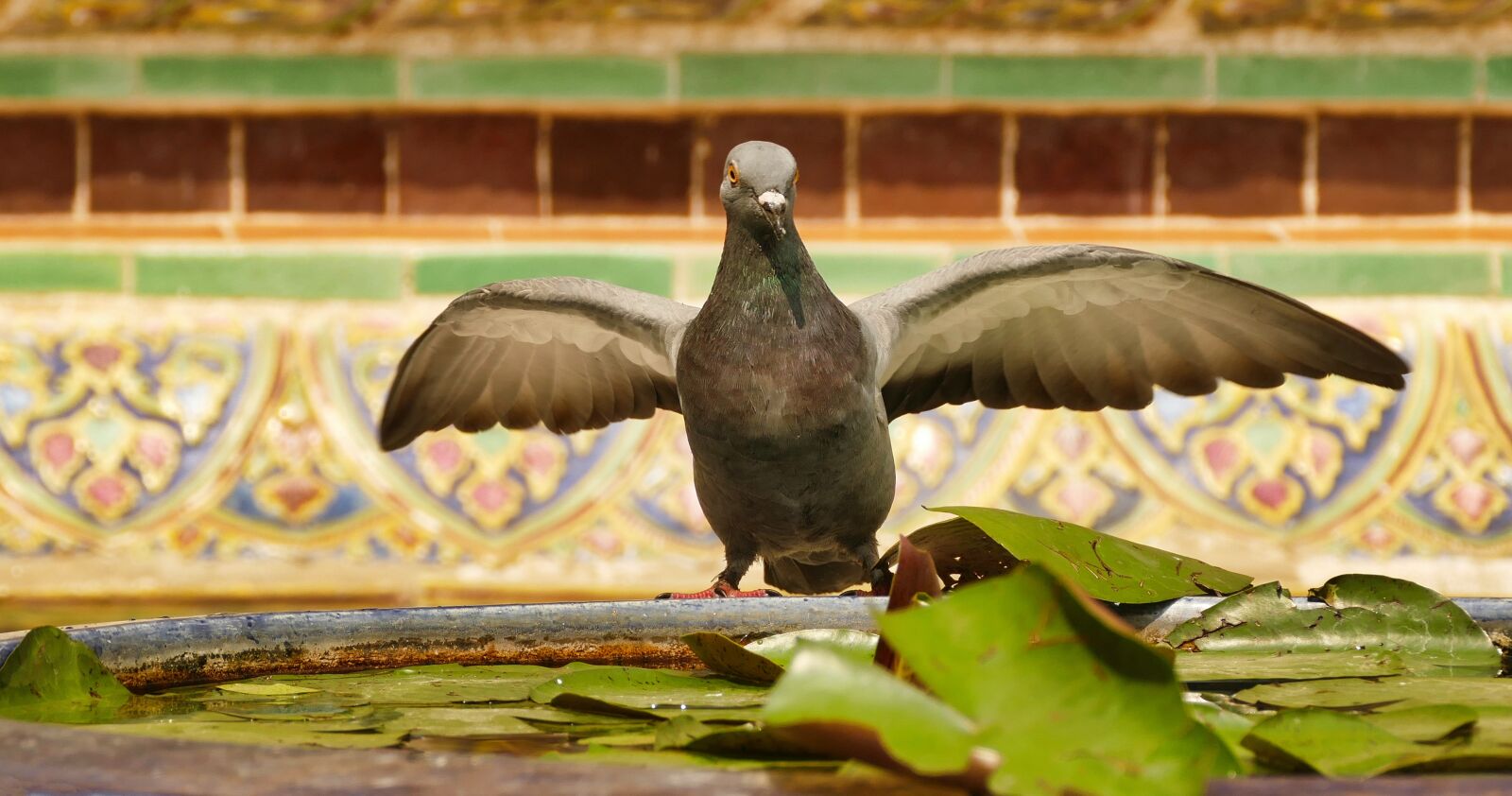Panasonic Lumix DMC-FZ1000 sample photo. Dove, wing, bird photography