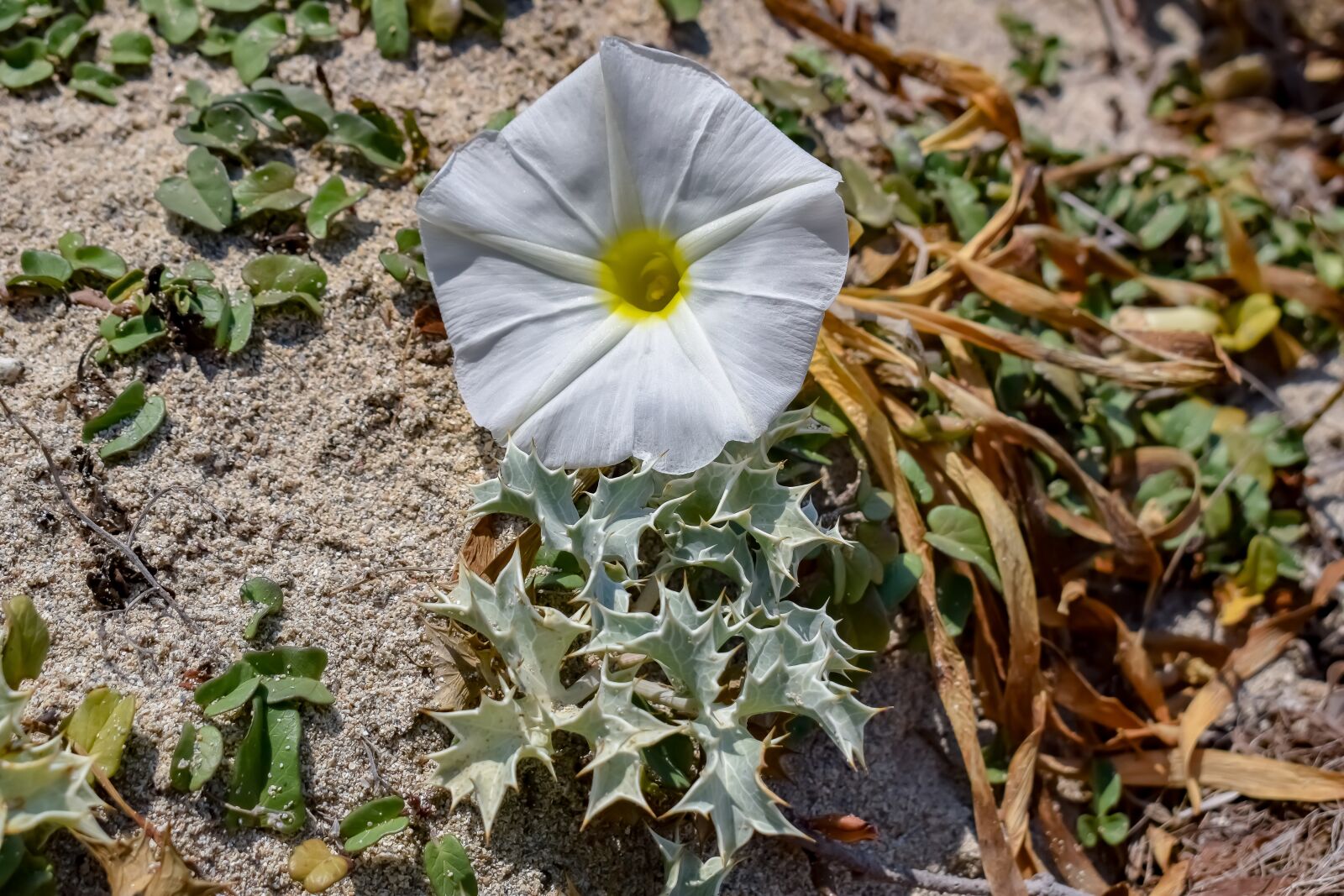 Nikon D3300 sample photo. Plant, ammophilous, flower photography