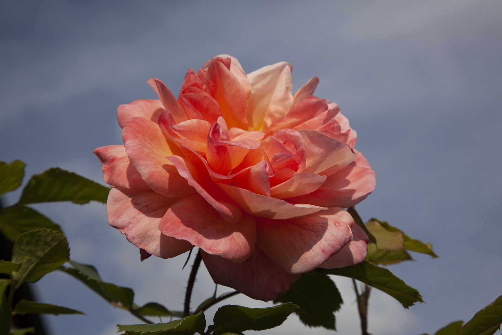 Canon EOS 5D Mark II sample photo. Rose bloom, garden, nature photography