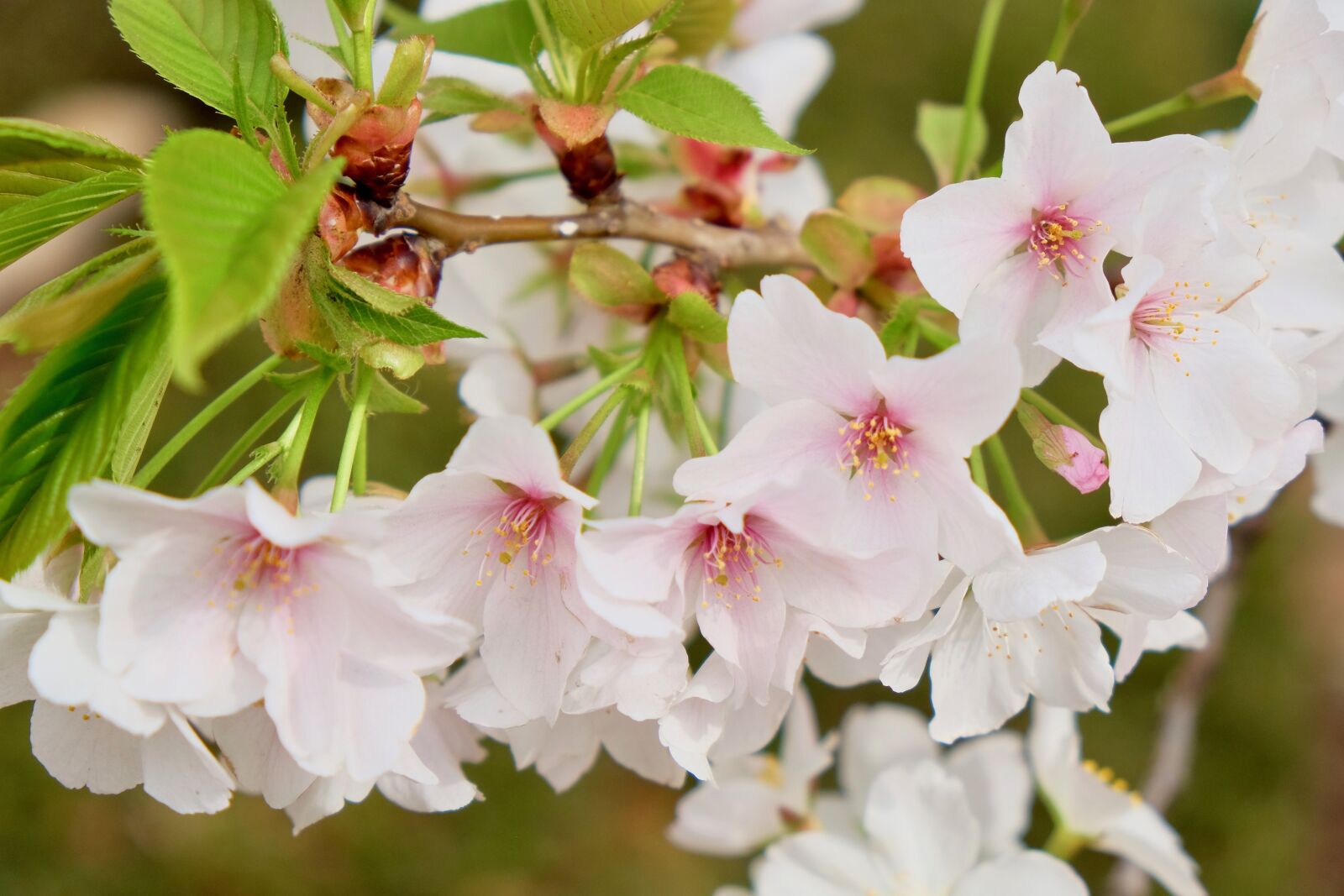 Fujifilm X-T10 sample photo. Cherry blossom, white, petals photography