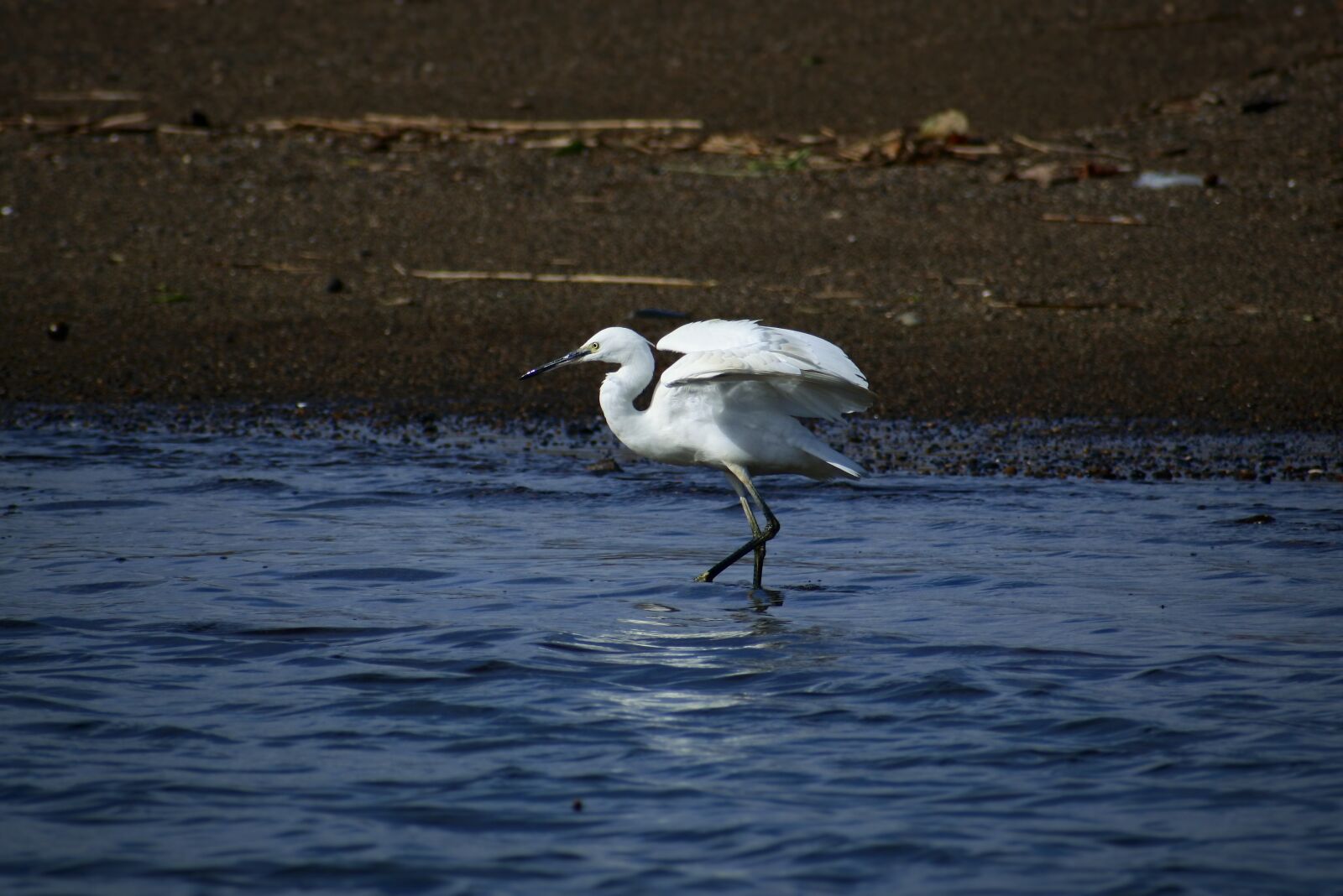 VR 70-300mm f/4.5-6.3G sample photo. Animal, sea, river photography