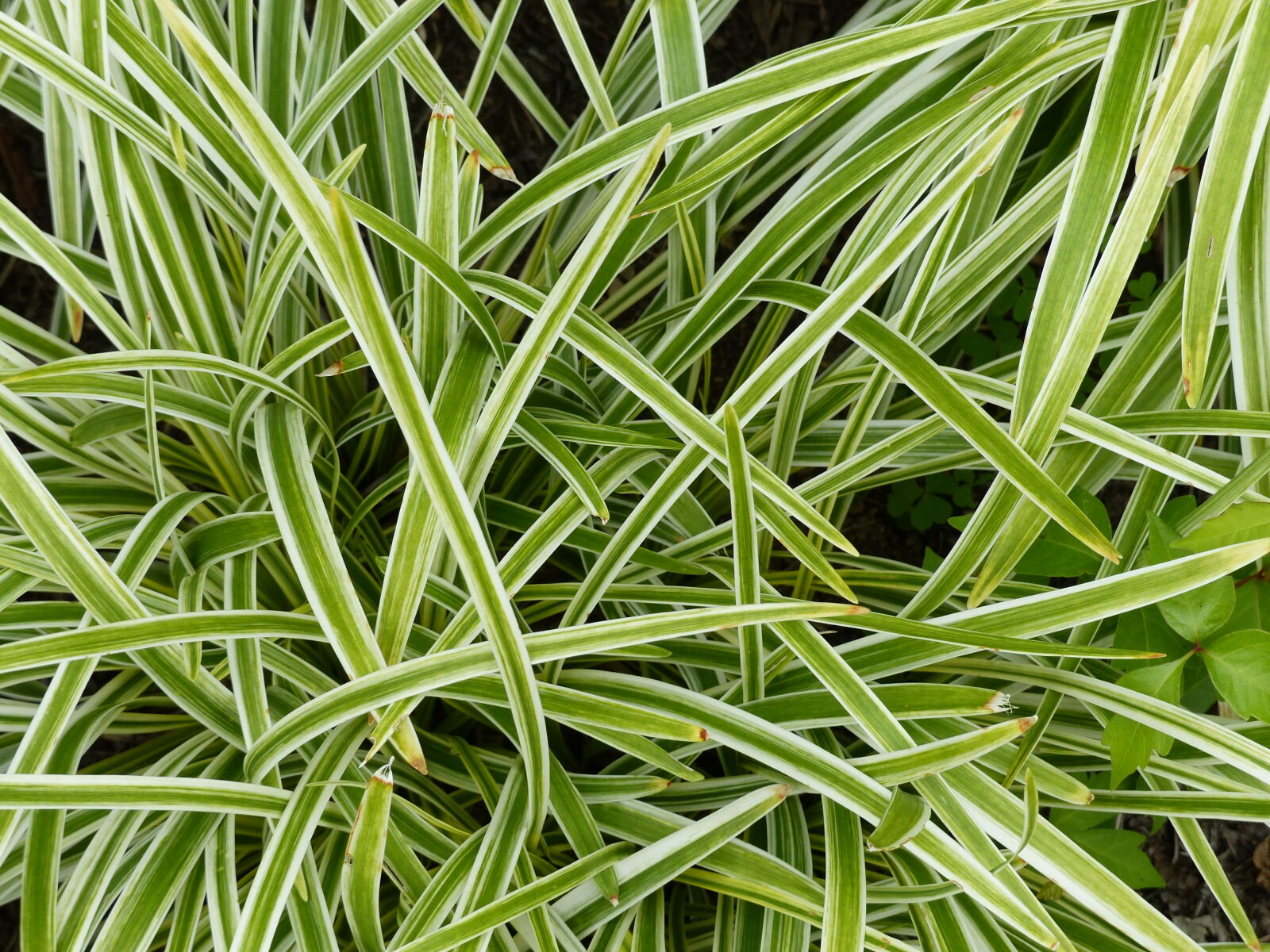 Panasonic Lumix DMC-FZ200 sample photo. Garden, garden, plant, greenery photography