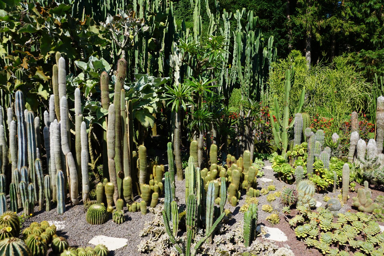 Sony DT 16-50mm F2.8 SSM sample photo. Cactus, green, plant photography