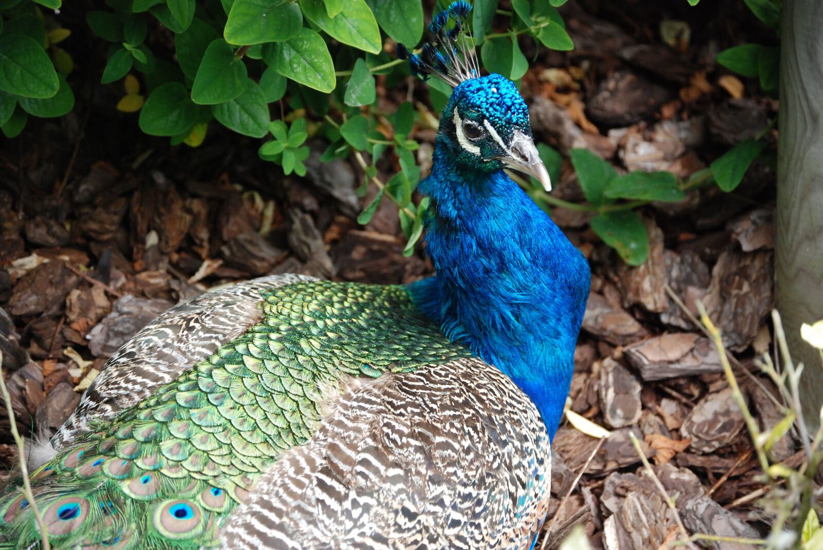 Nikon D80 sample photo. Peacock, tail feathers, bird photography