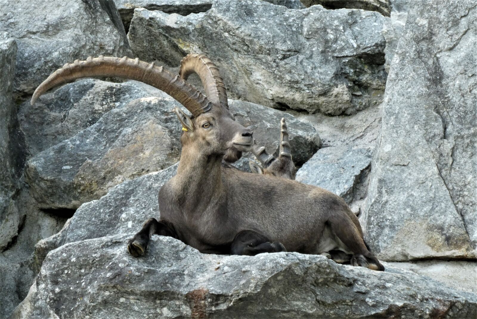 Panasonic Lumix DC-ZS70 (Lumix DC-TZ90) sample photo. Capricorn, zoo, alpenzoo photography