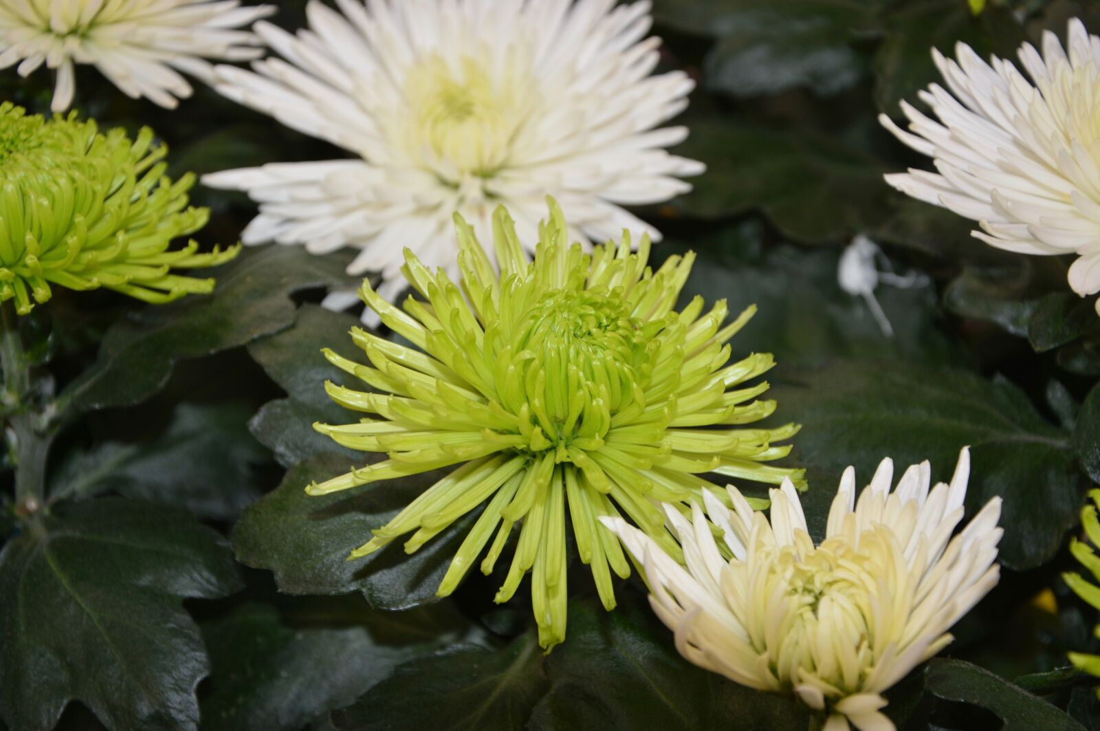 Nikon D5200 sample photo. Flowers, flowers green white photography