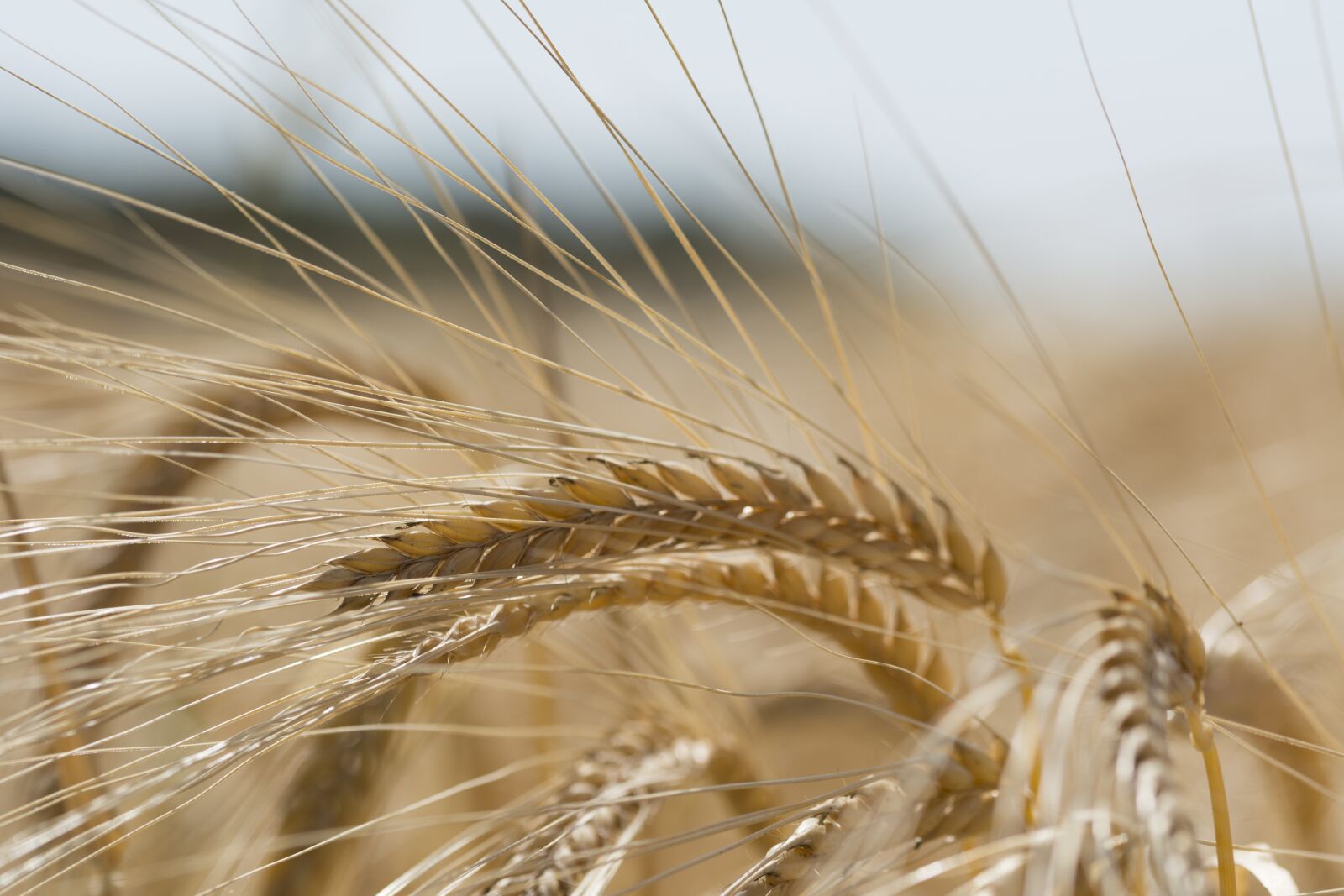 Nikon D5200 sample photo. Grain, wheat, grain wheat photography