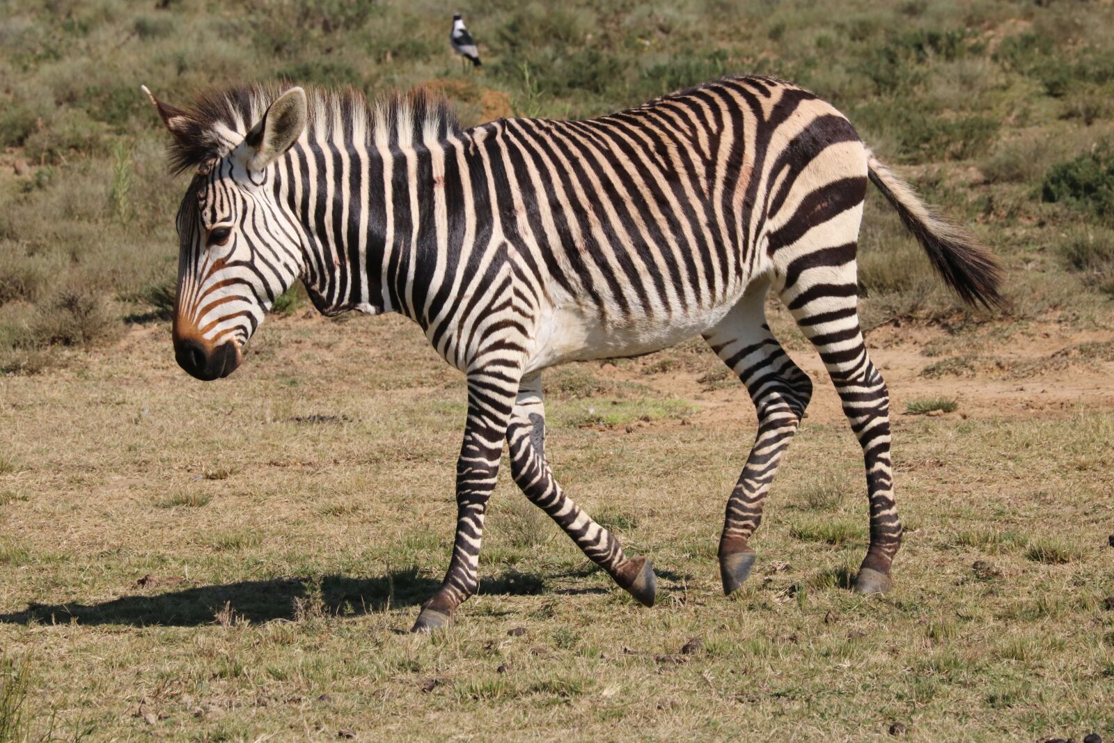 Canon EF 70-300mm F4-5.6L IS USM sample photo. Hartmann's, mountain zebras, zebra photography