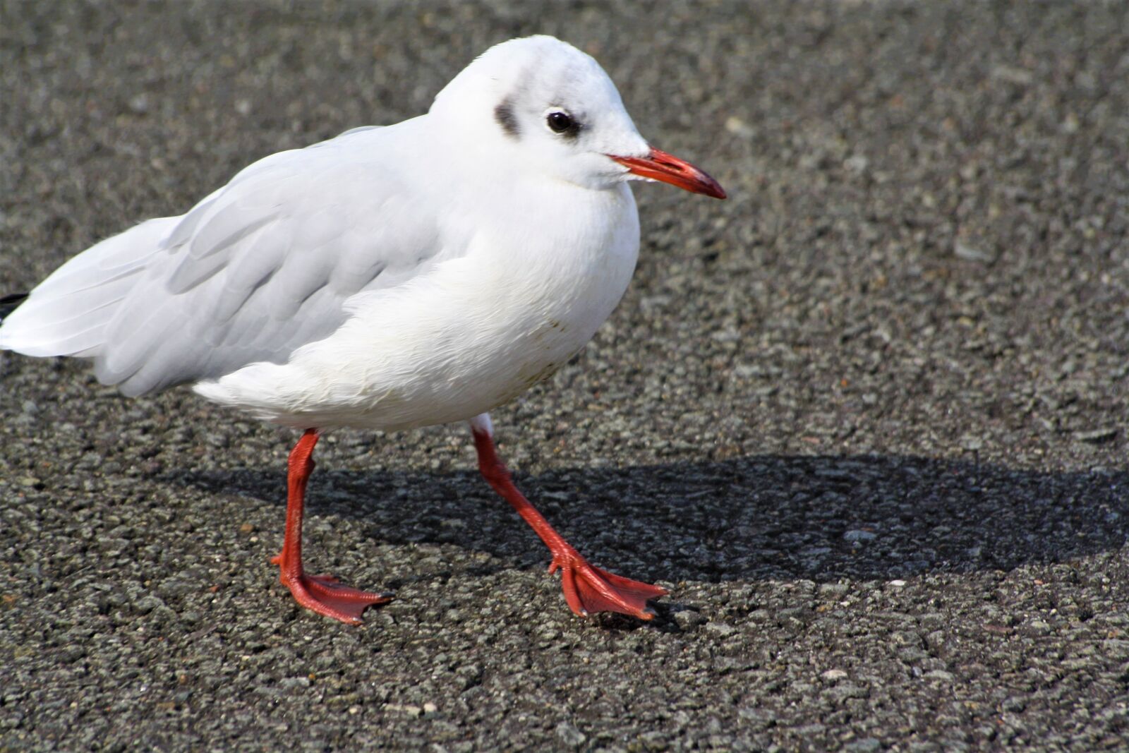 Canon EOS 1000D (EOS Digital Rebel XS / EOS Kiss F) sample photo. Bird, gull, strut photography
