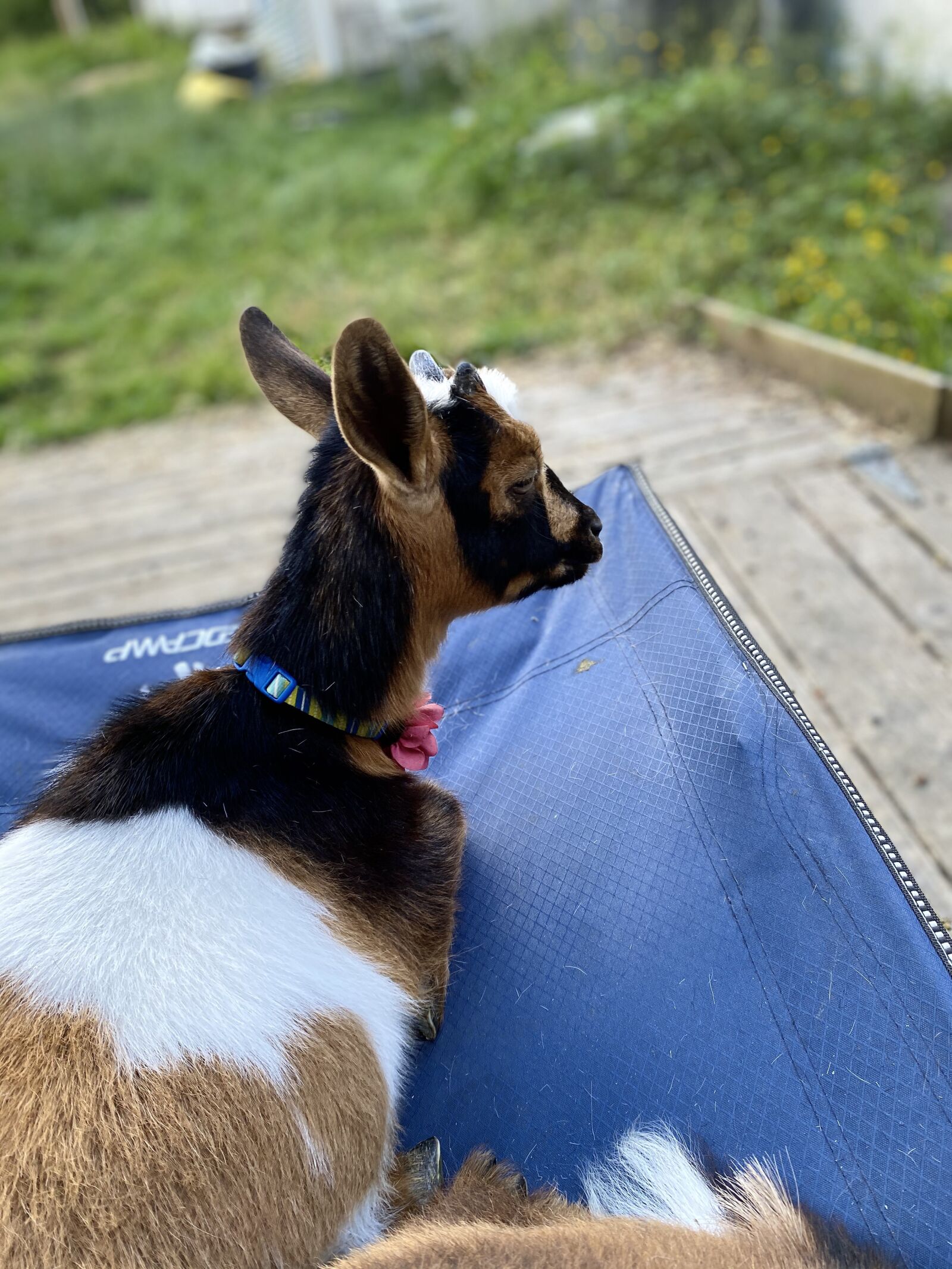 Apple iPhone 11 sample photo. Goat, nigerian dwarf, small photography