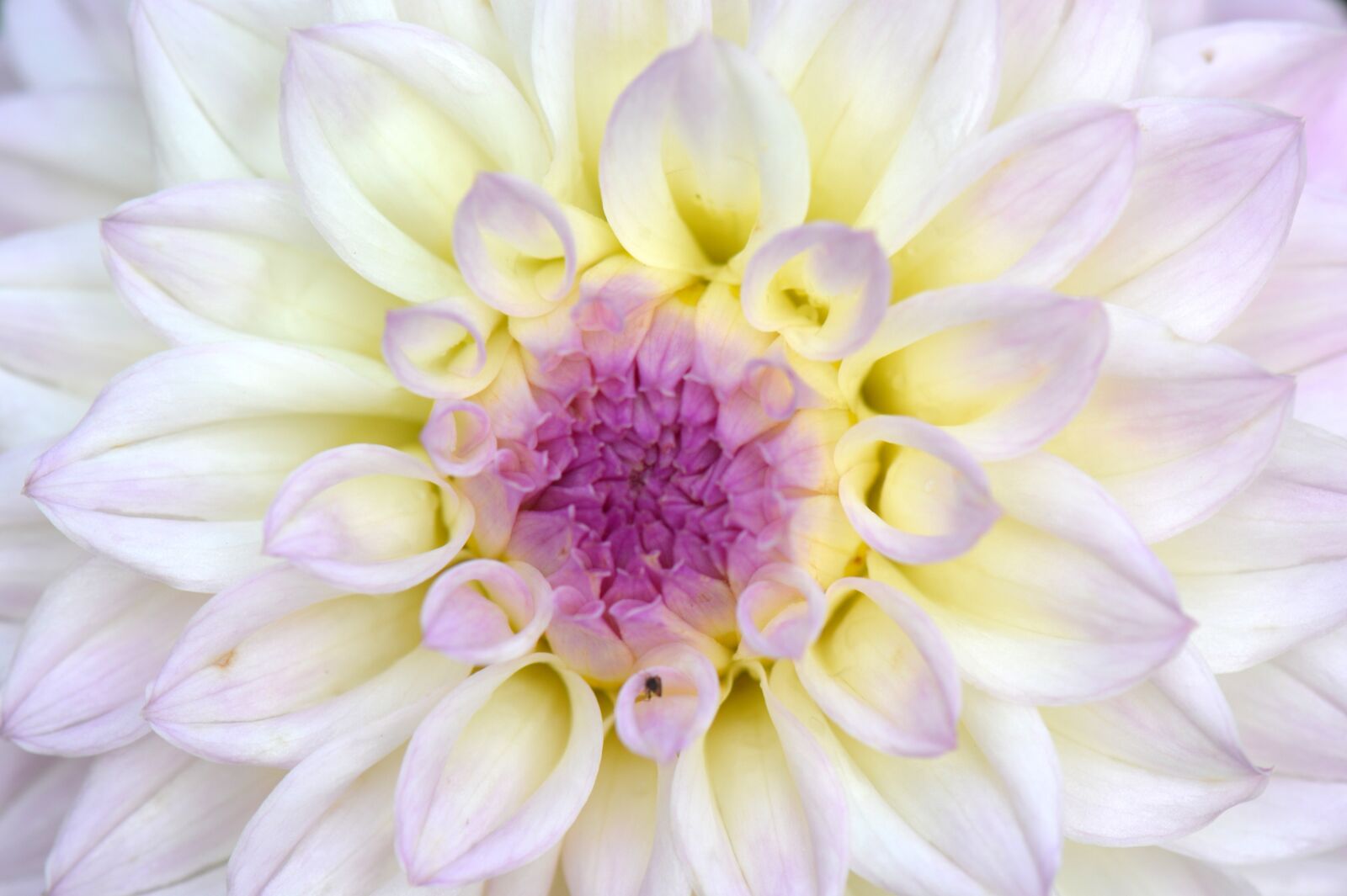 Nikon D5200 sample photo. Flower, nature, dahlia photography