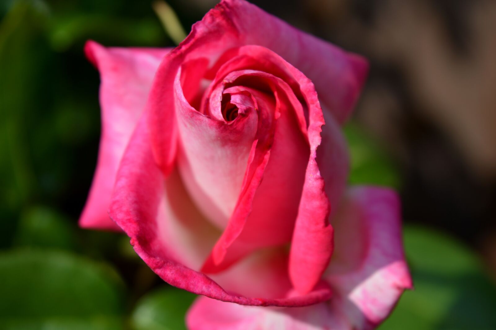 Nikon D3200 sample photo. Rose, red, blossom photography