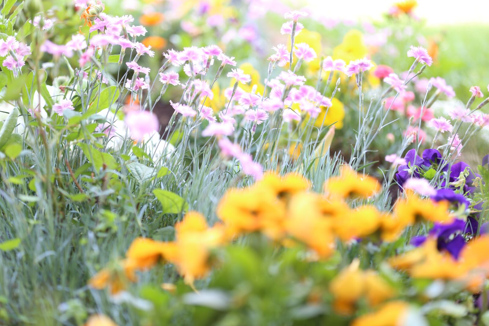 Canon EF 70-200mm F2.8L IS III USM sample photo. Flowers, garden, spring photography