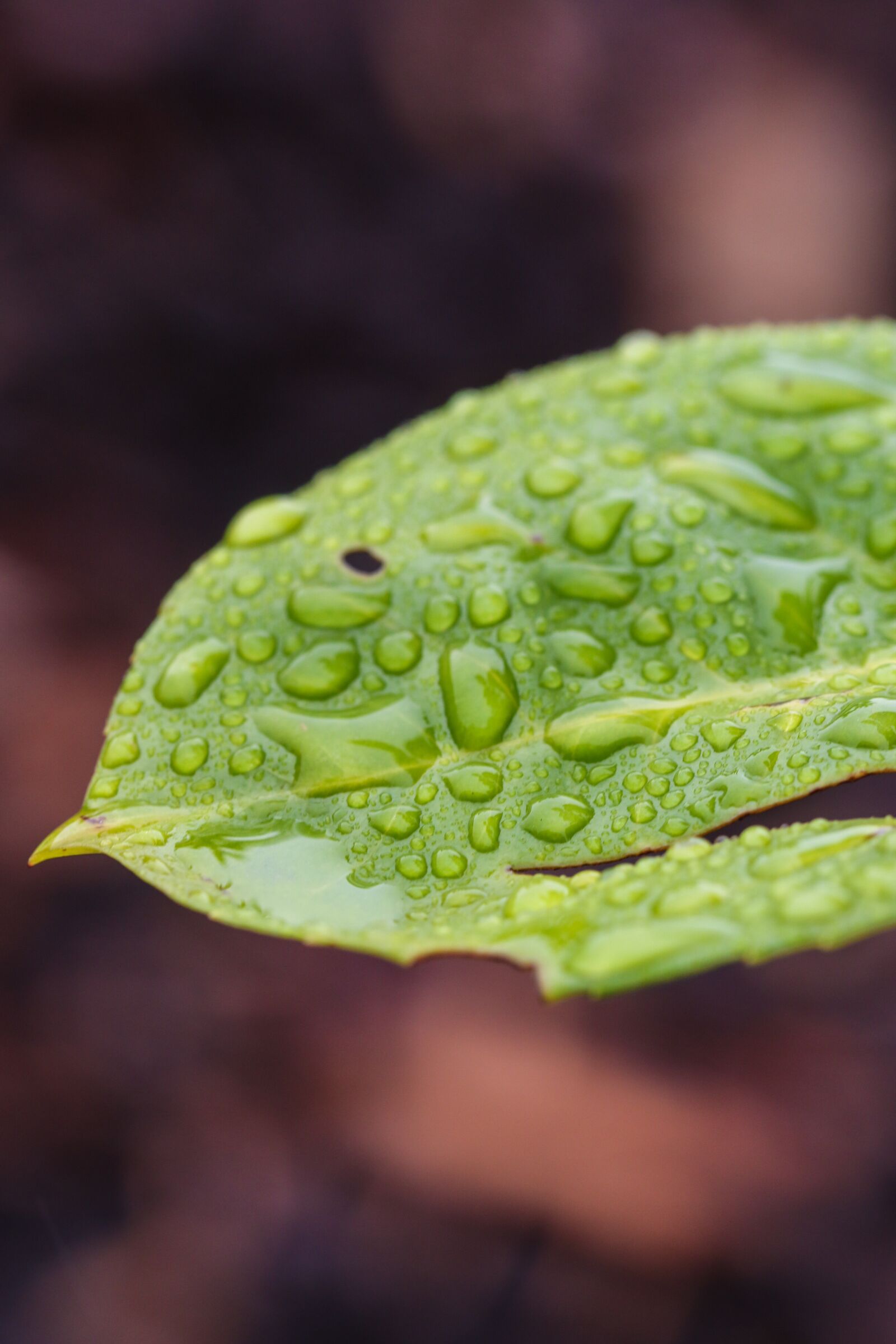 Canon EOS 7D Mark II sample photo. Leaf, nature, green photography