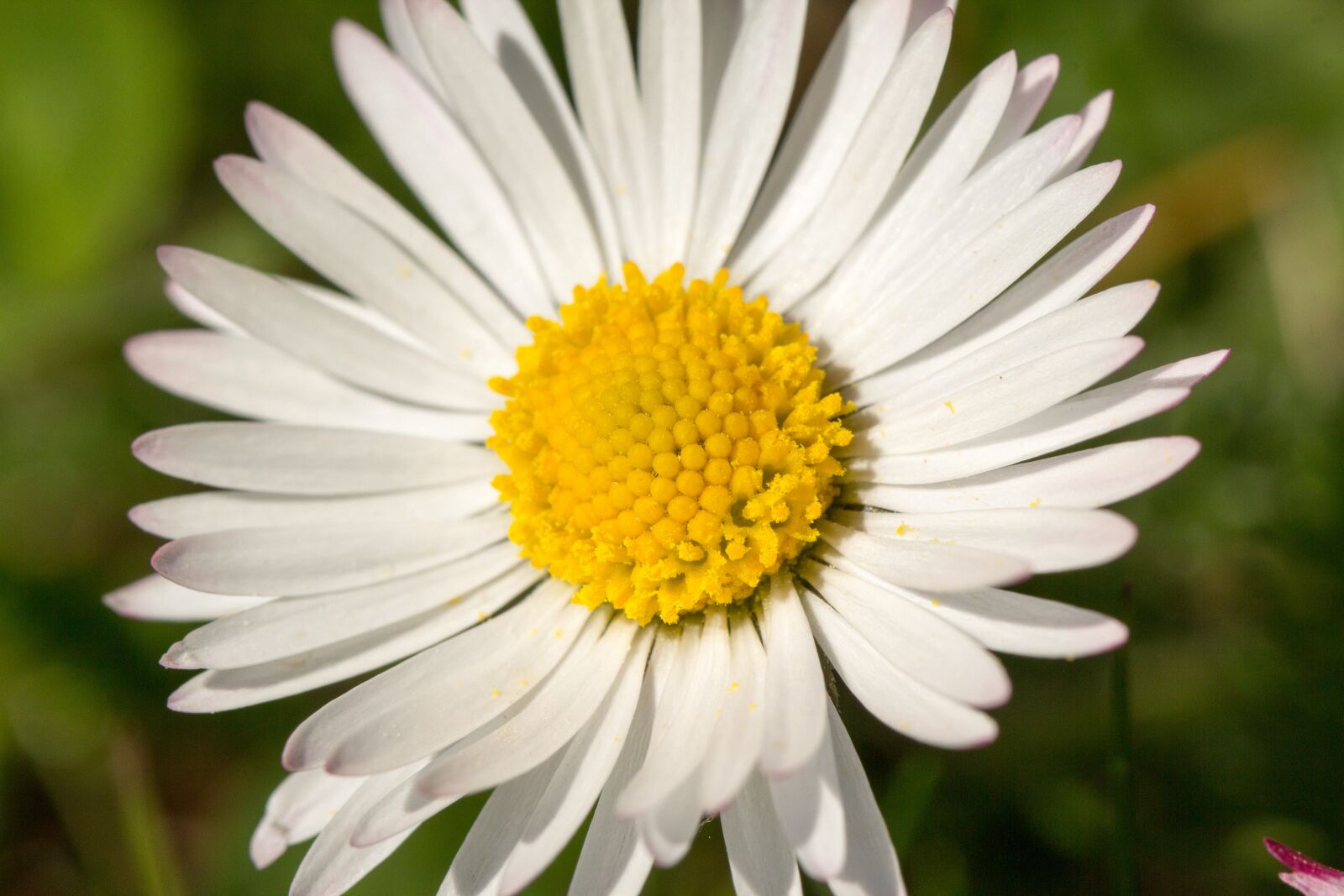 Canon EOS 60D sample photo. Nature, plant, flower photography