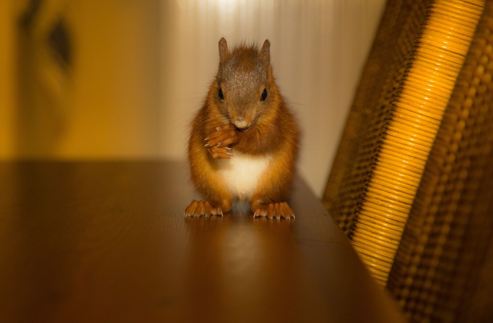 Canon EOS 5D Mark IV sample photo. Squirrel, nager, nature photography
