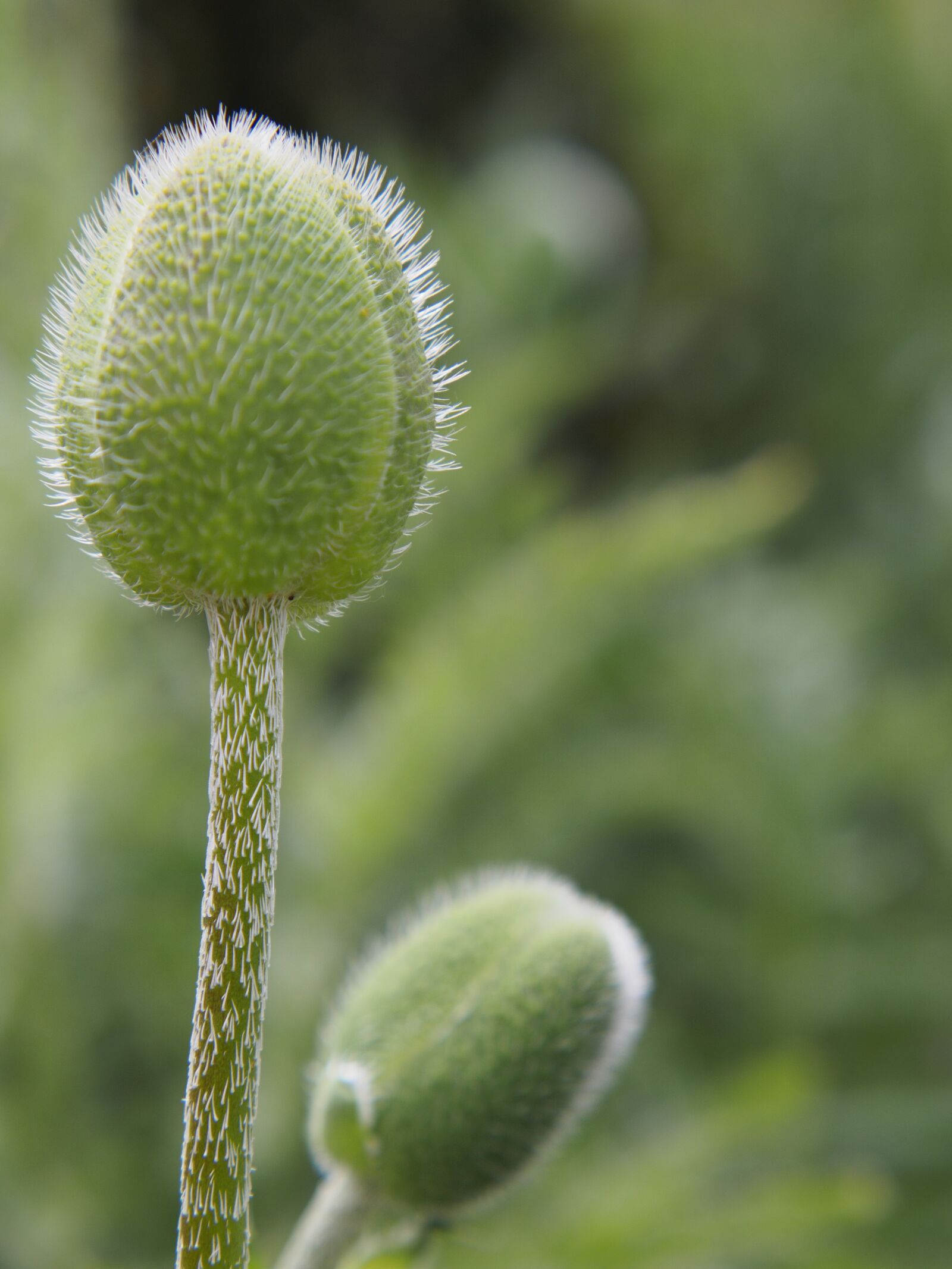 Olympus PEN E-PL6 sample photo. Flower, plant, nature photography