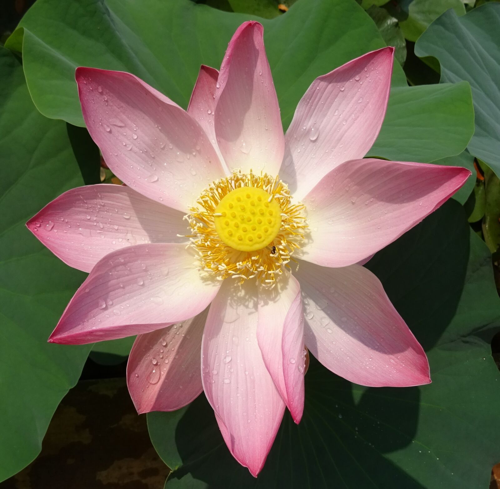 Sony DSC-HX60V sample photo. Lotus, flower, pink photography