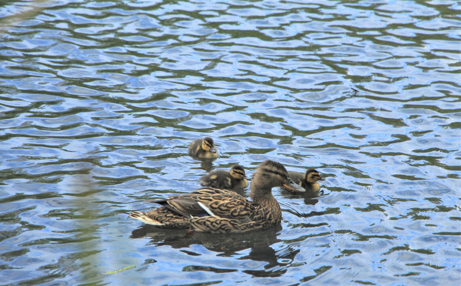 Canon EOS 4000D (EOS Rebel T100 / EOS 3000D) sample photo. Mallards, female mallards, mallard photography