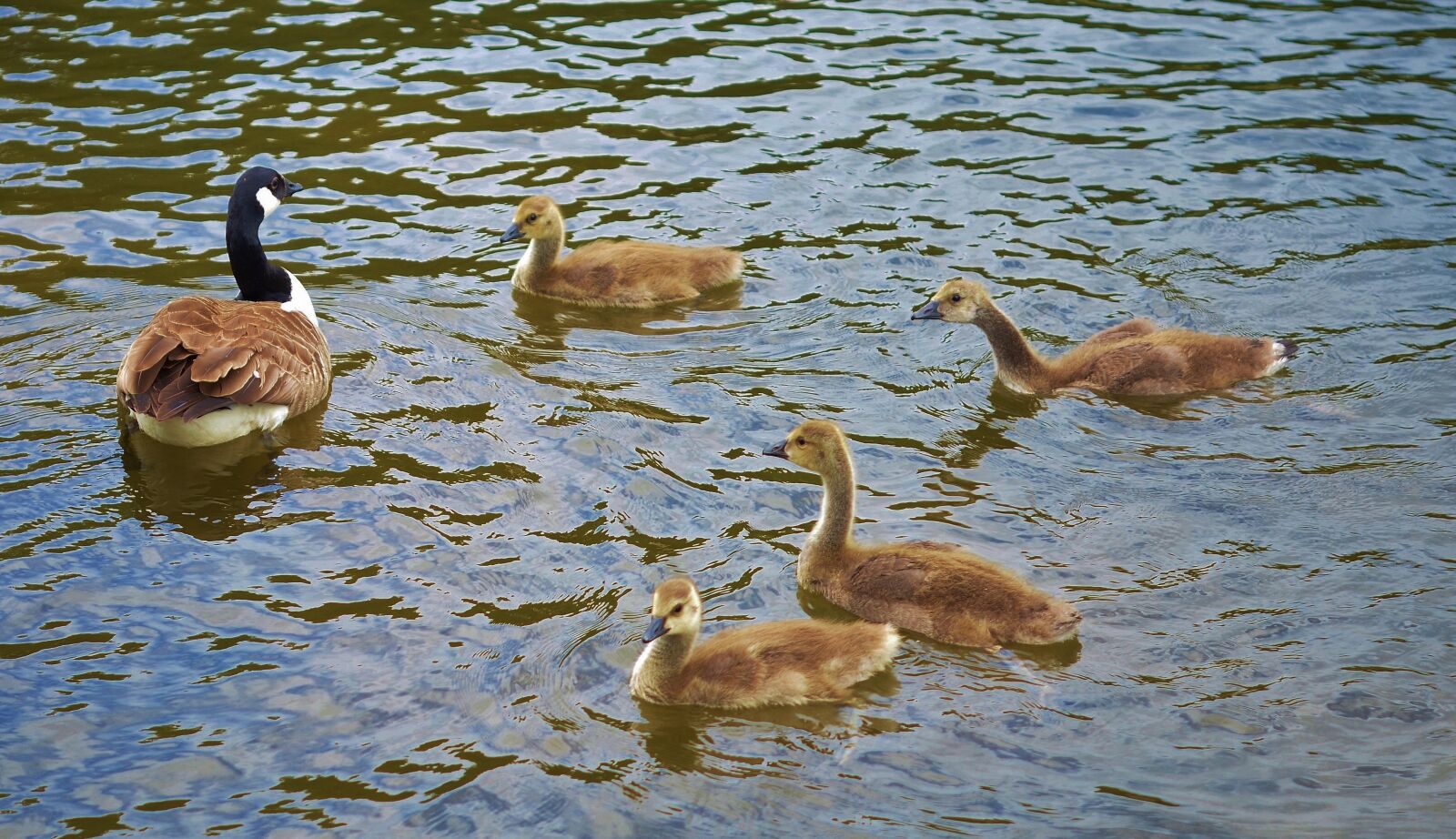 Nikon D7000 sample photo. Duck, animal, bird photography