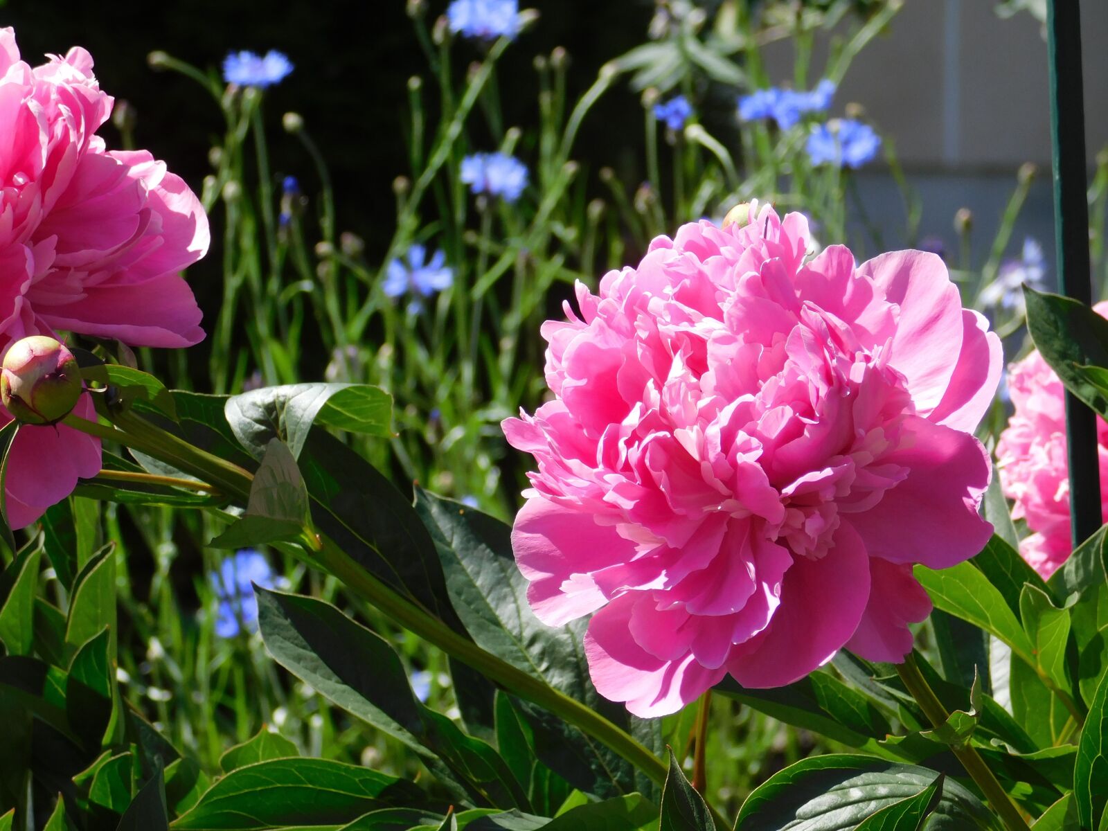 Nikon Coolpix B500 sample photo. Flower, pink, pink flowers photography