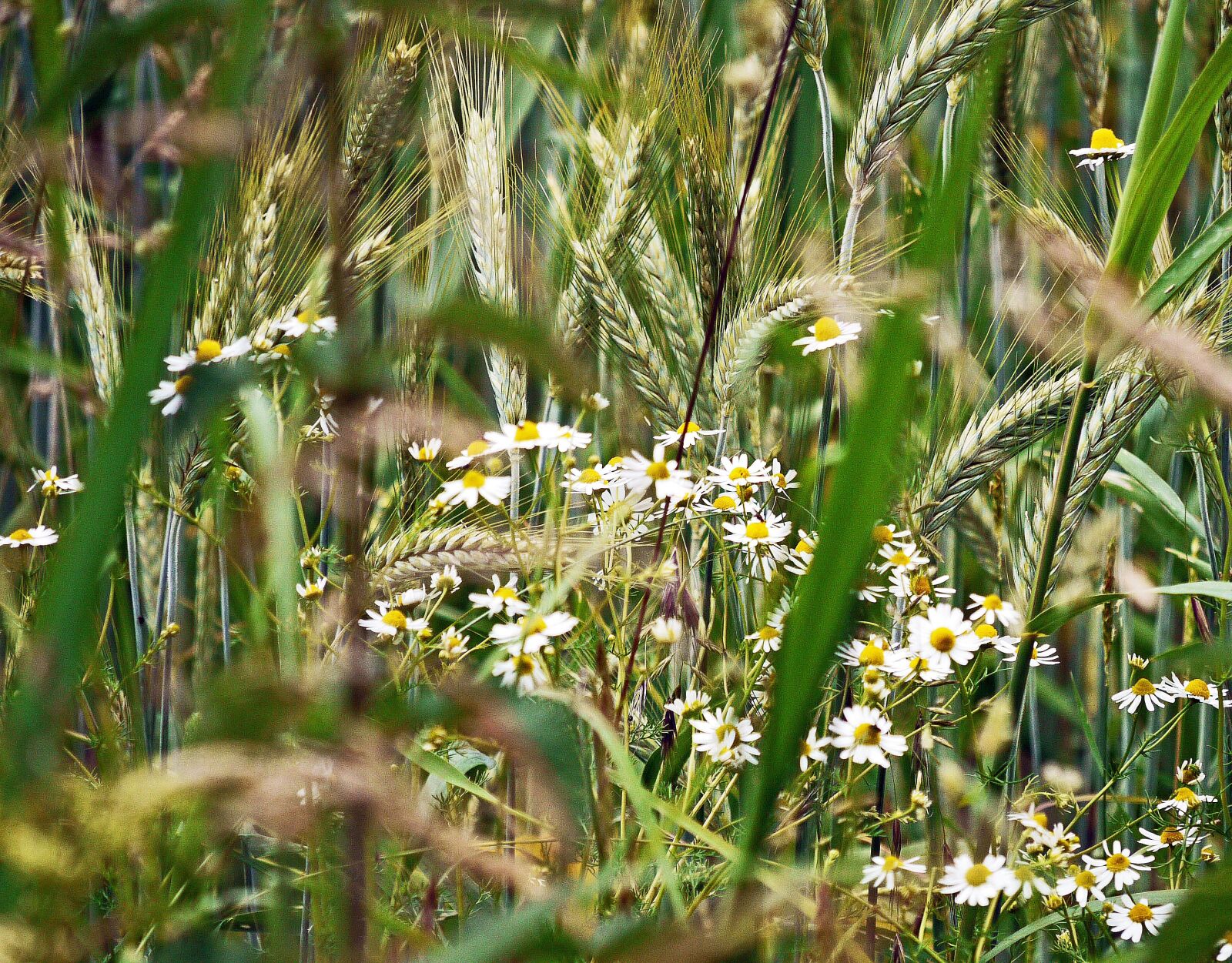 Panasonic Lumix DMC-G1 sample photo. Chamomile, cornfield, spike photography