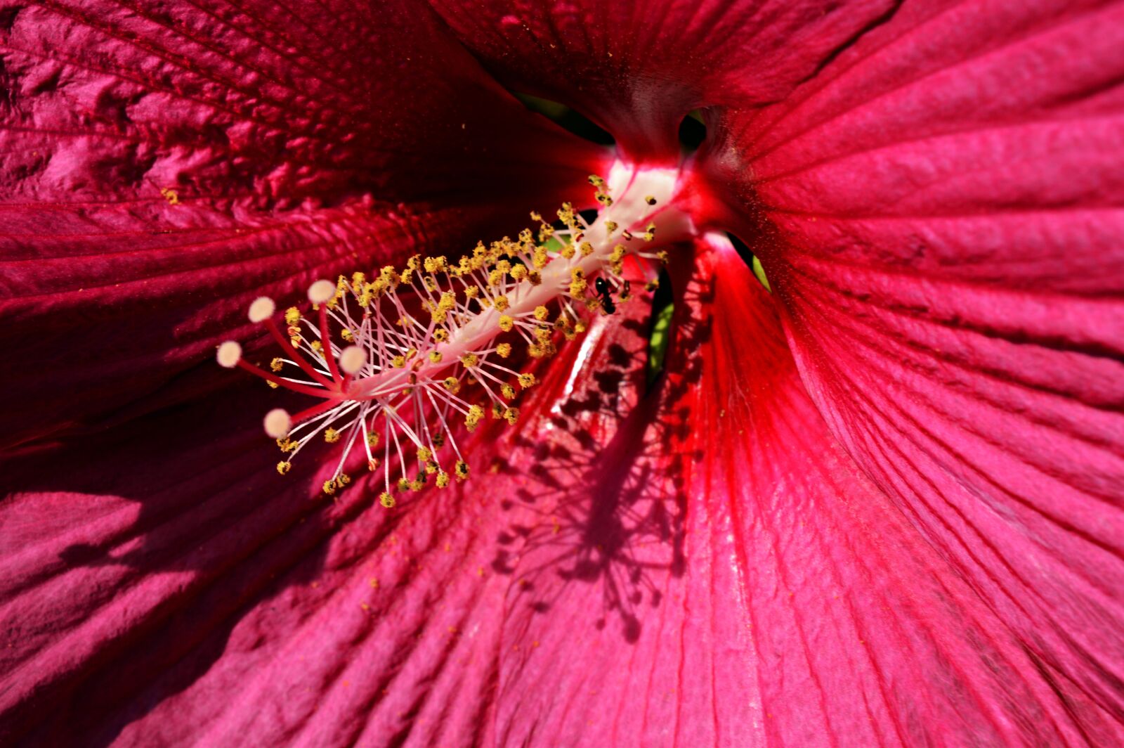 Nikon D3200 sample photo. Hibiscus, flower, swamp hibiscus photography