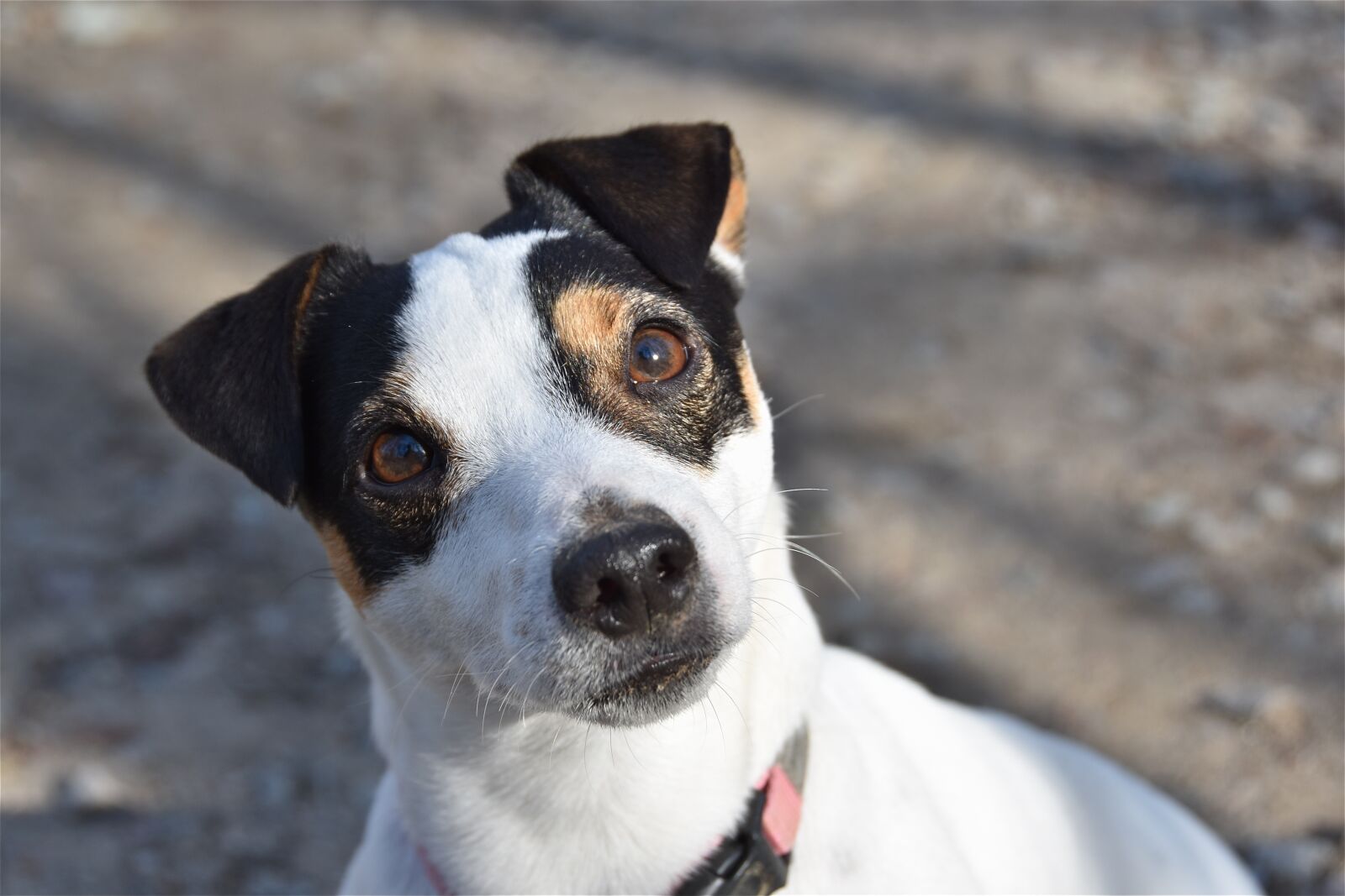 Nikon D5600 sample photo. Jack russel, dog, cute photography