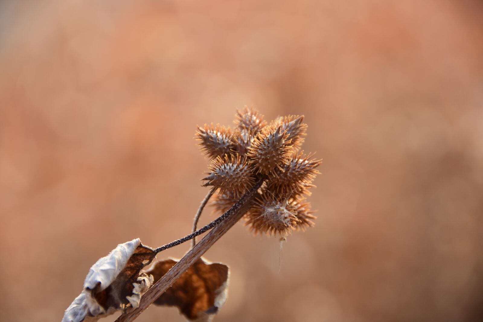 Nikon D7200 sample photo. Nature, outdoors, plants photography
