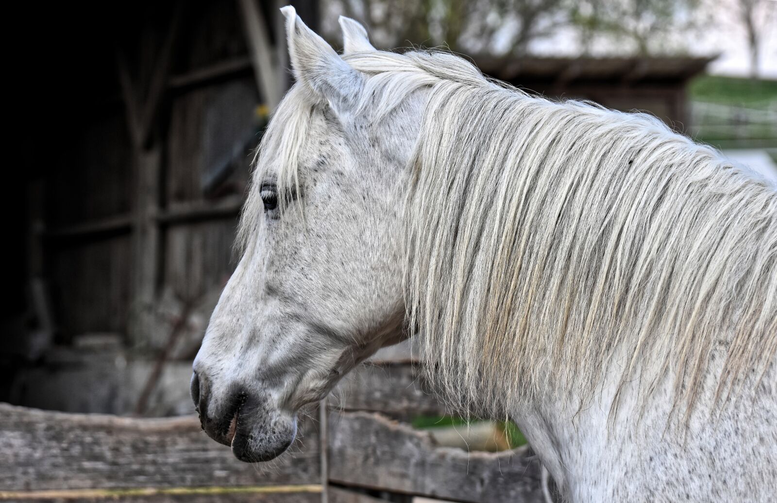 Nikon D7200 sample photo. Mold, horse, animal photography photography