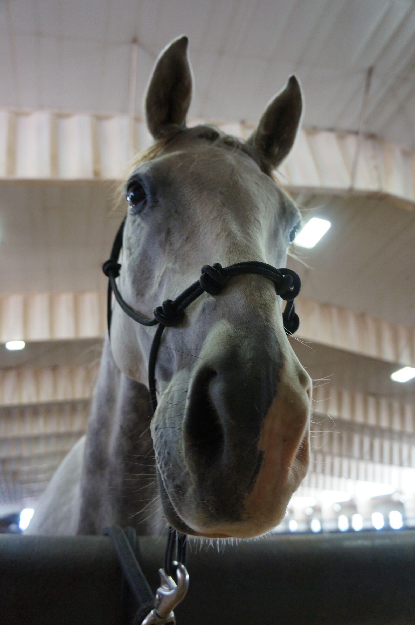 Sony Alpha NEX-5N + Sony E 18-55mm F3.5-5.6 OSS sample photo. Horse, curious, nosy photography