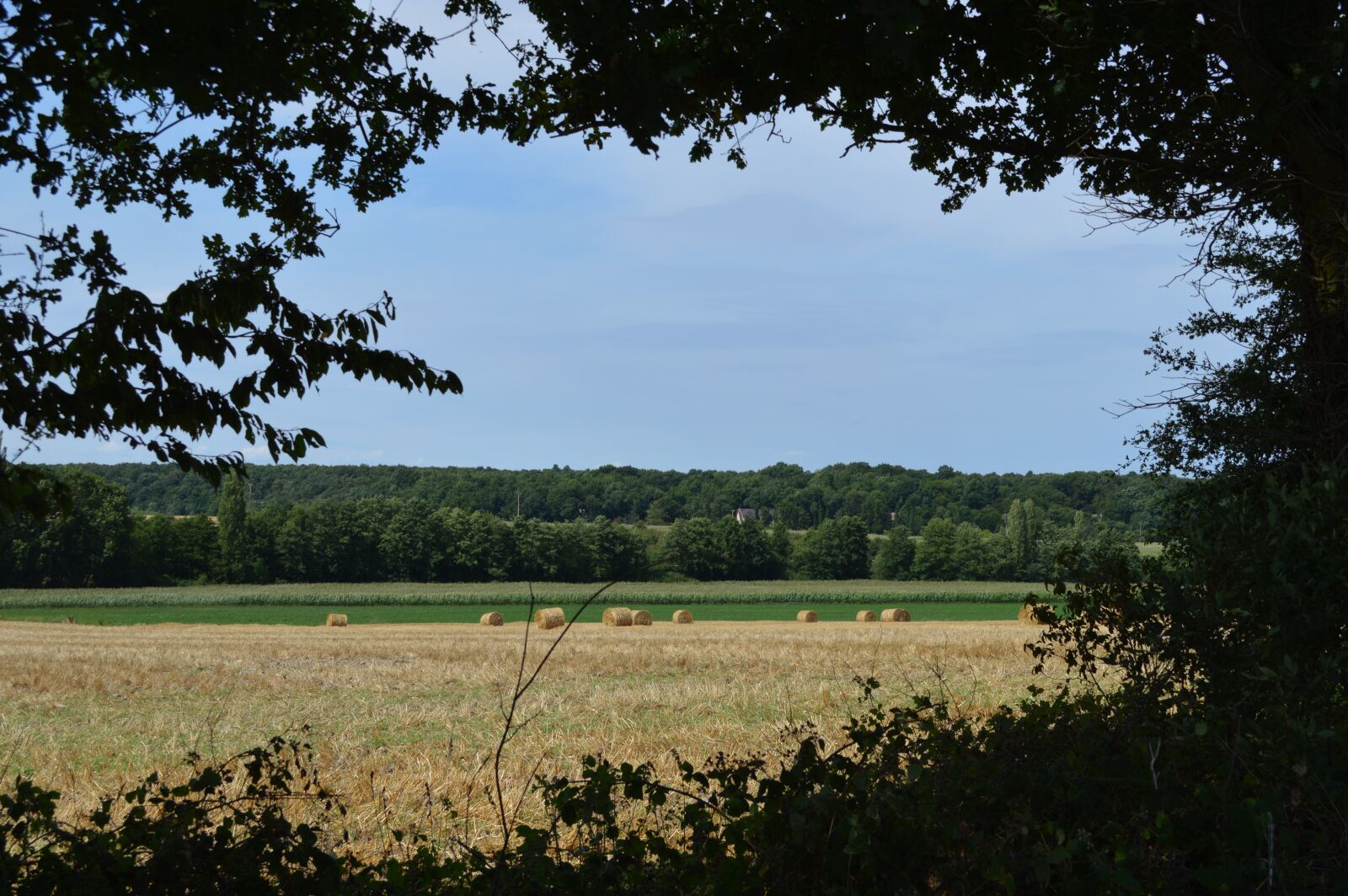 Nikon D3200 sample photo. Fields, corn, field photography